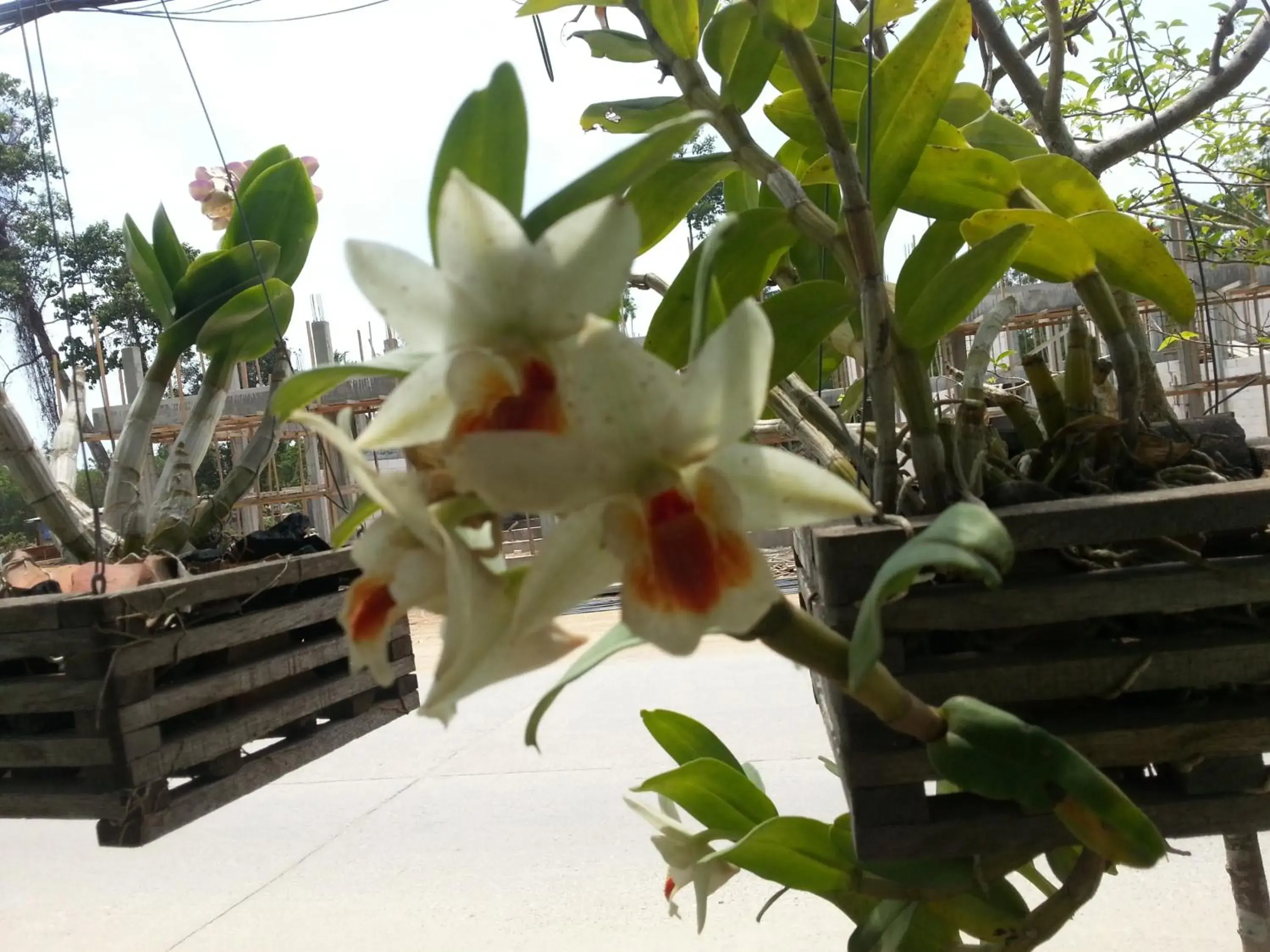 Garden view in Benjamin's Hut Garden view in Benjamin's Hut