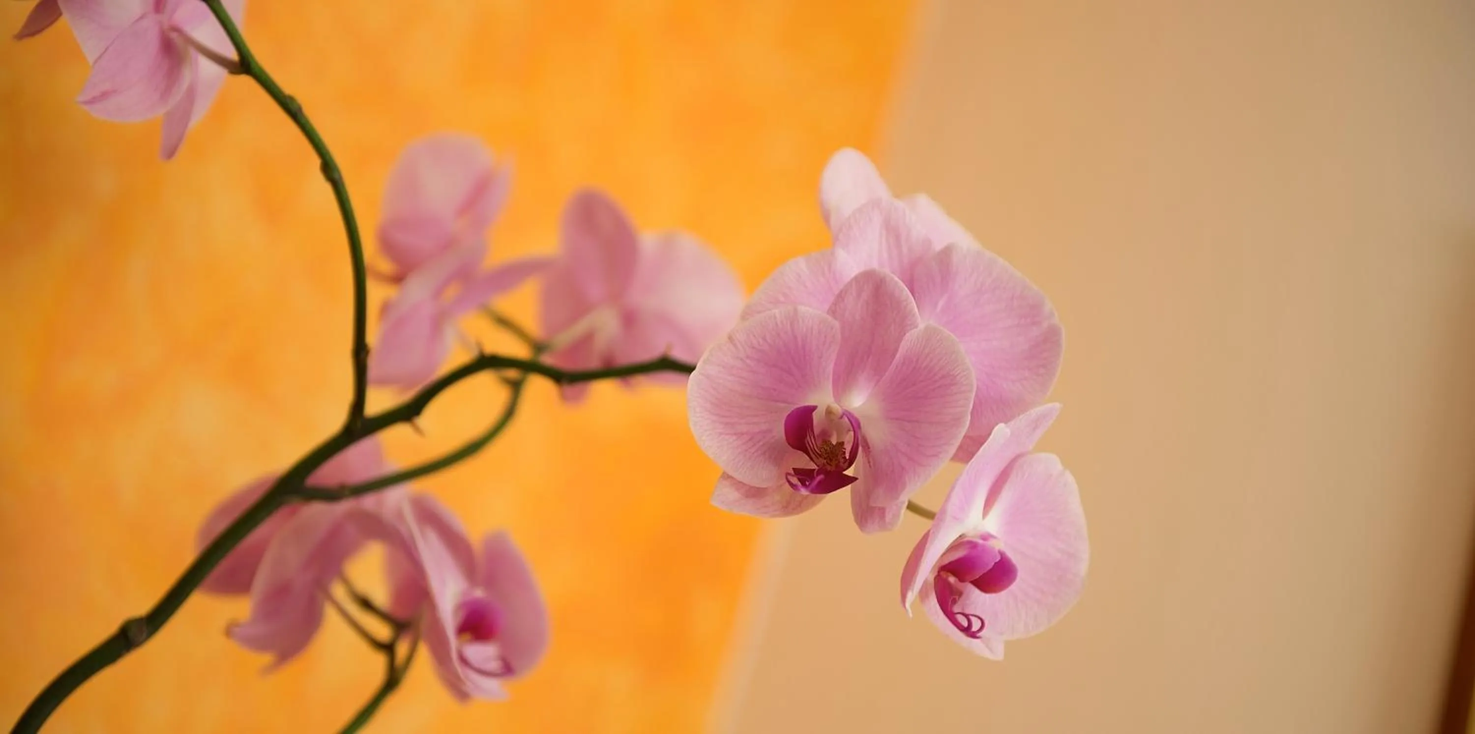 Decorative detail in Hotel St. Michael