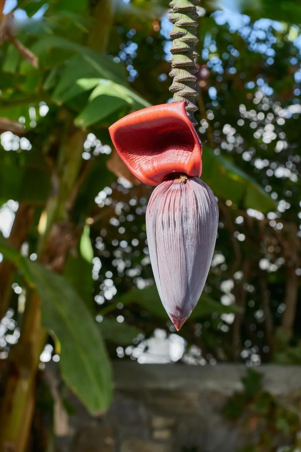 Garden in Aegean Village