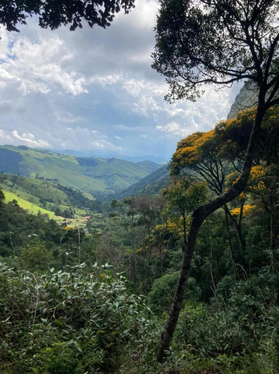 Spring in Chales Bamboo Jungle