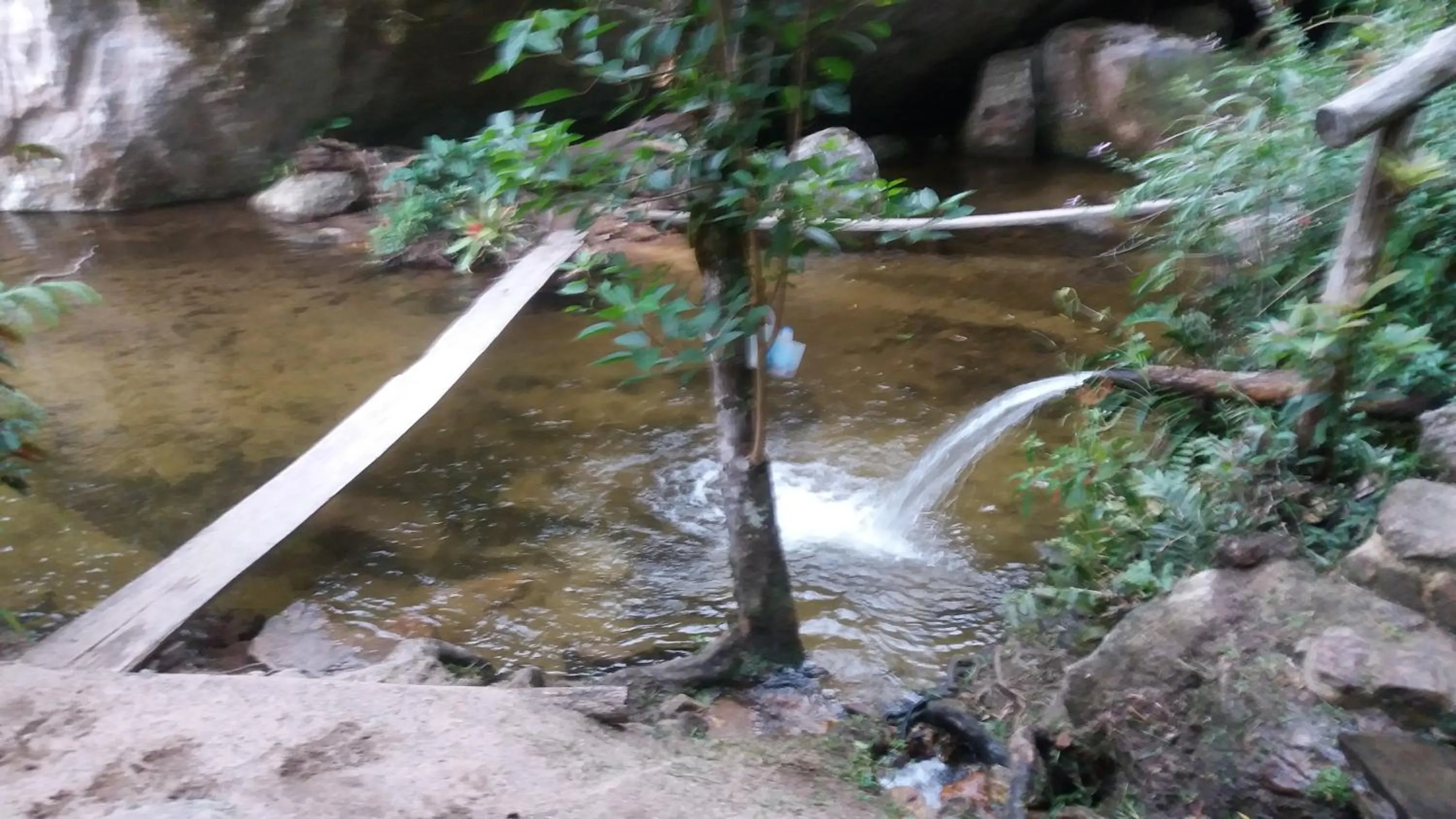 Natural landscape in Chales Bamboo Jungle