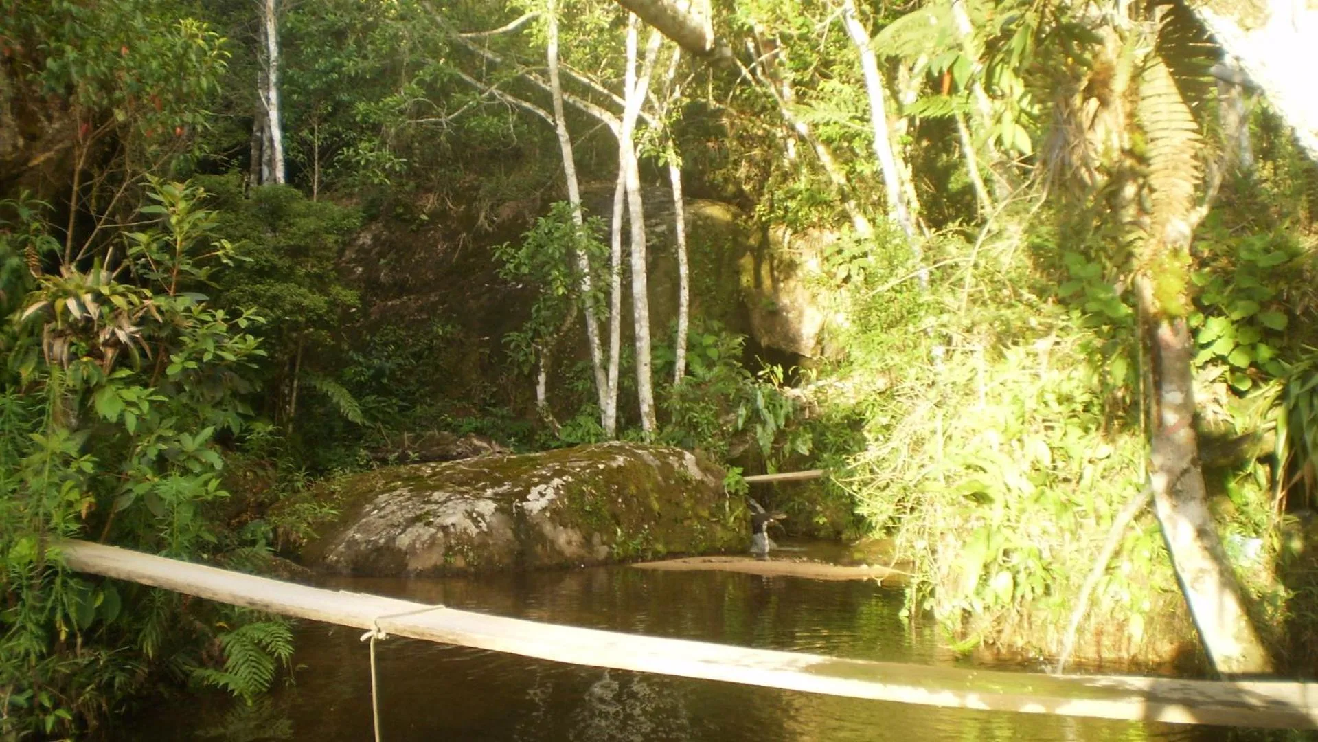Natural landscape in Chales Bamboo Jungle