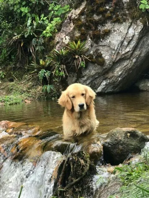 Pets in Chales Bamboo Jungle