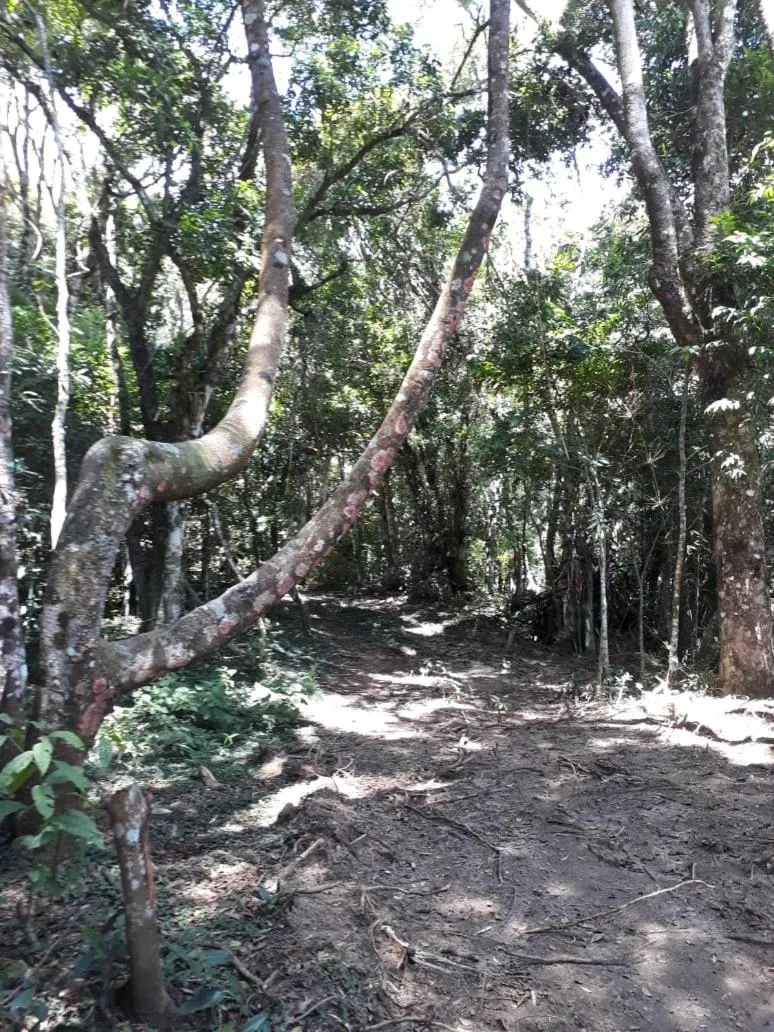 Hiking in Chales Bamboo Jungle