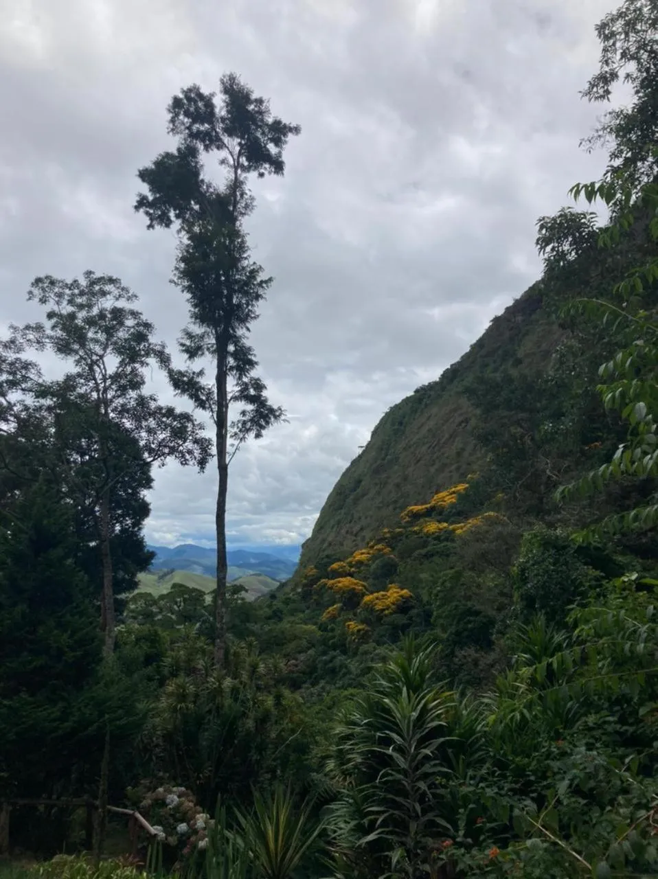 Natural landscape in Chales Bamboo Jungle