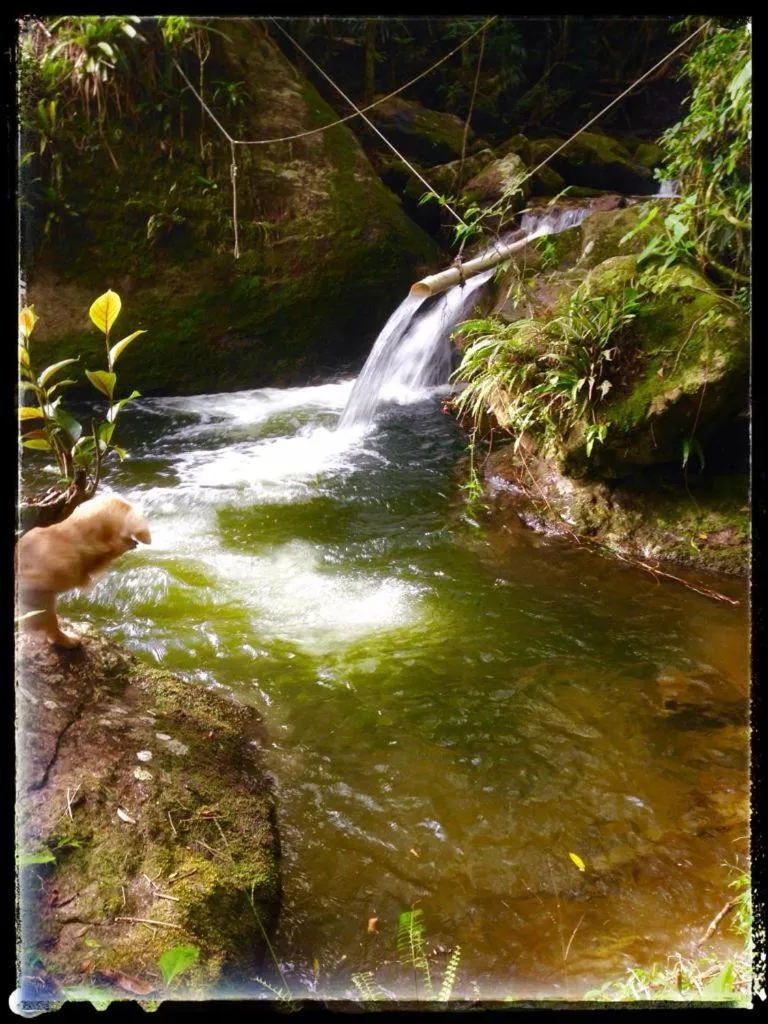 Natural landscape in Chales Bamboo Jungle