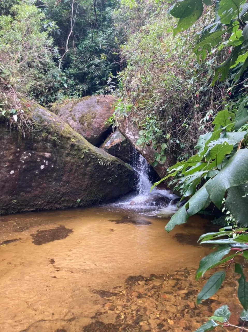 Natural landscape in Chales Bamboo Jungle