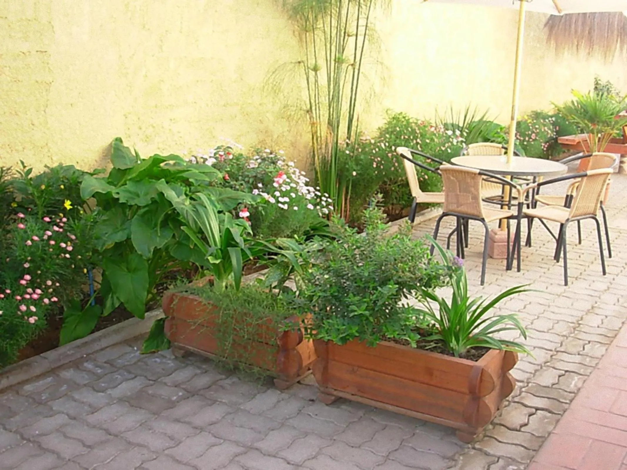 Garden in Hostal Balmaceda La Serena