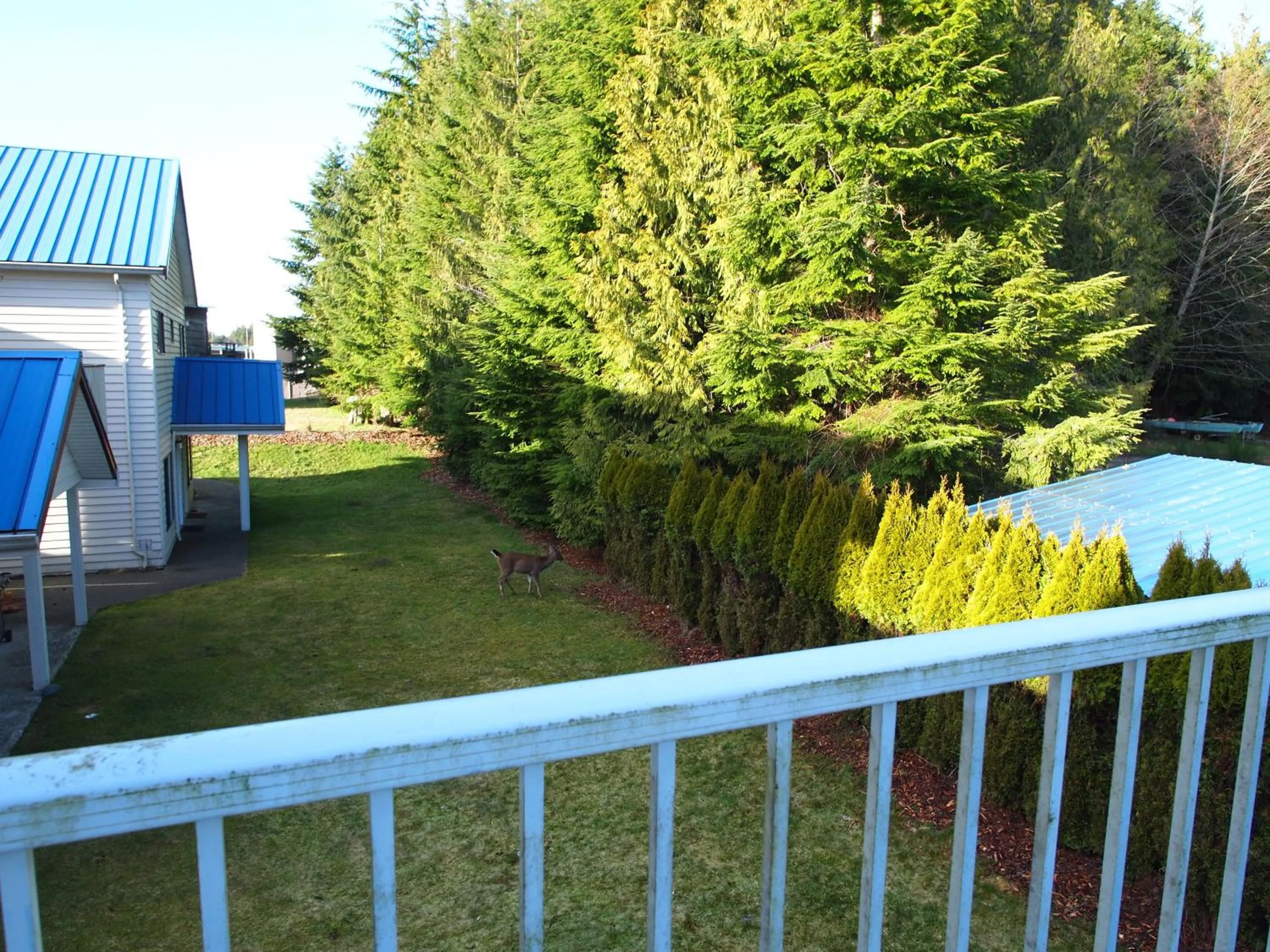 Animals in Whale's Tail Guest Suites