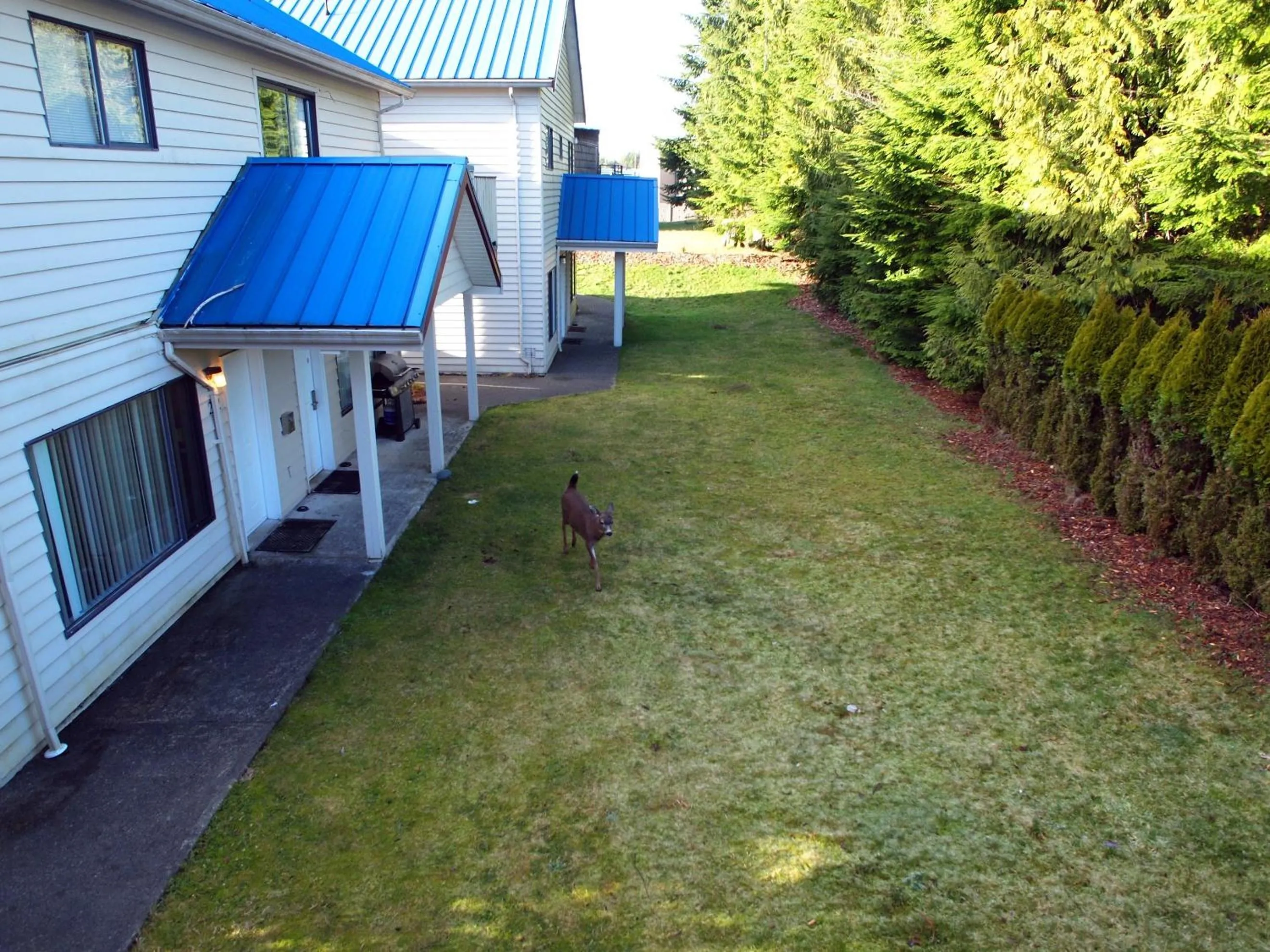 Animals in Whale's Tail Guest Suites
