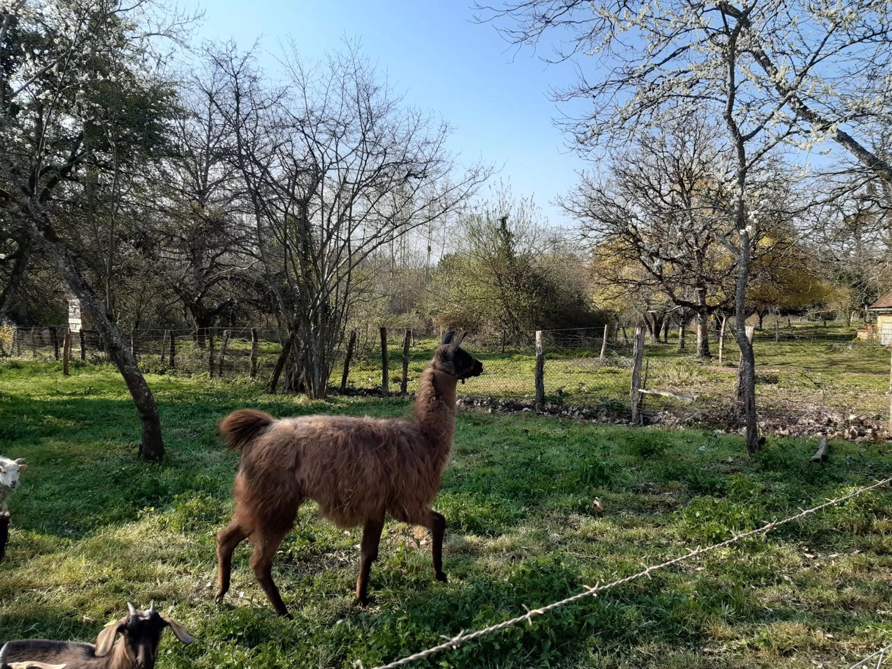 Animals in La Treille