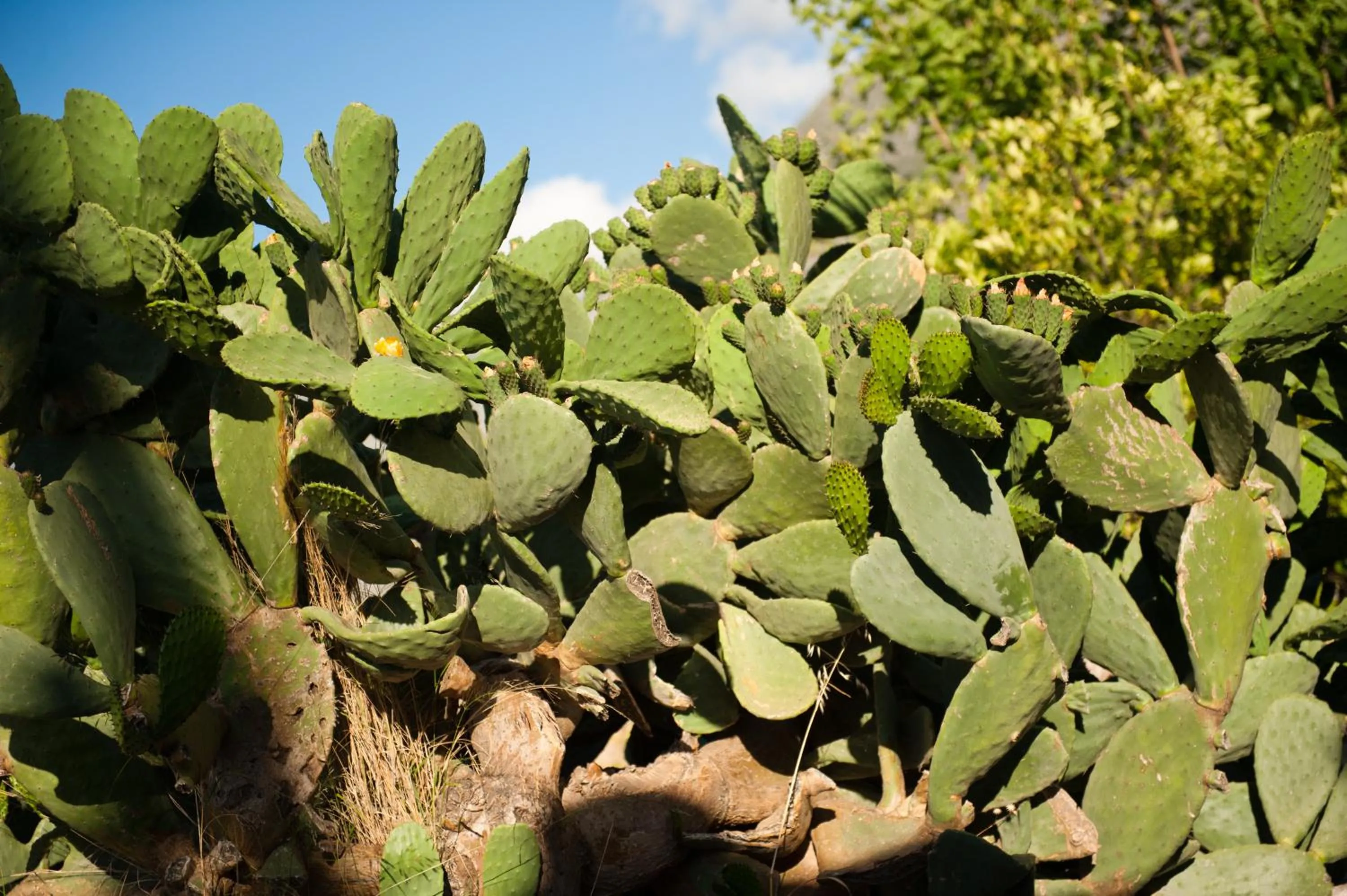 Decorative detail in Pandora