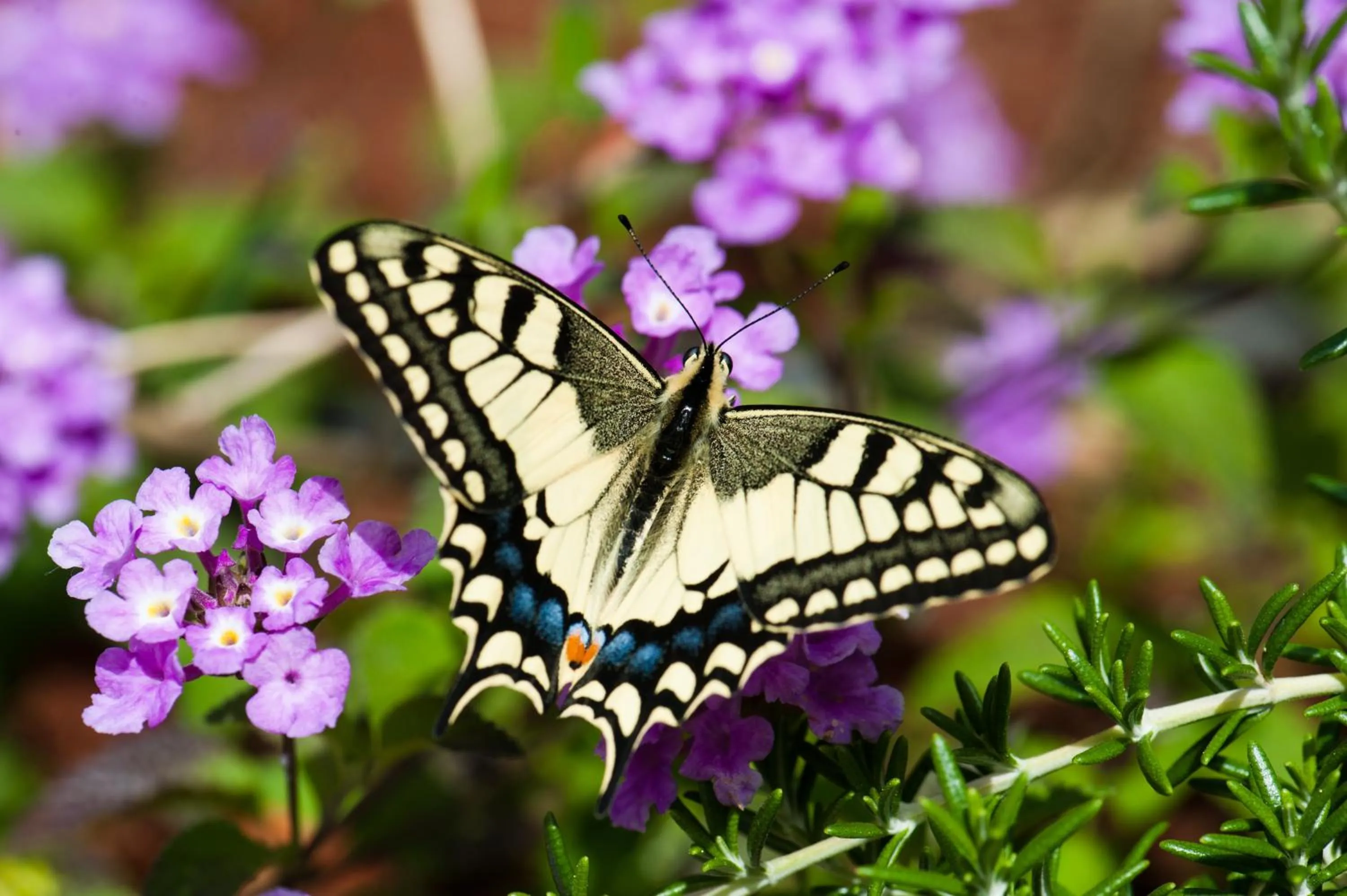 Decorative detail in Pandora