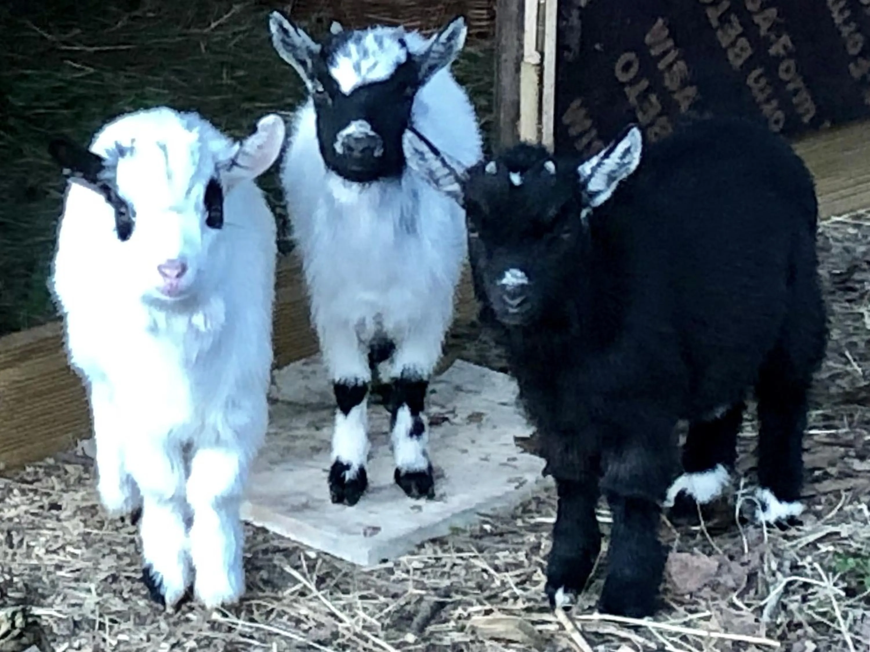 Pets in Domaine des Monges