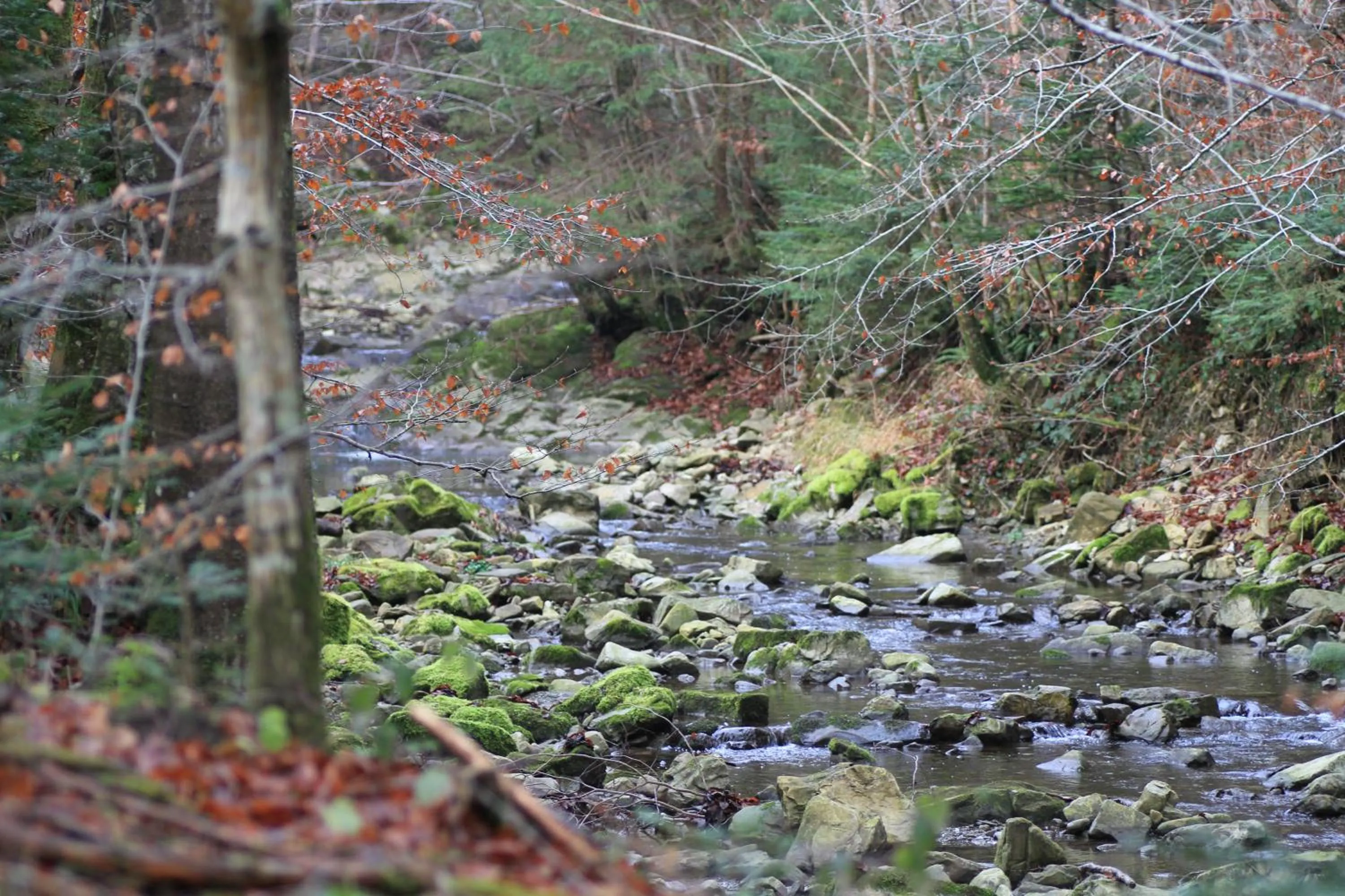 Natural landscape in Naturidyll Hotel Hammerschmiede