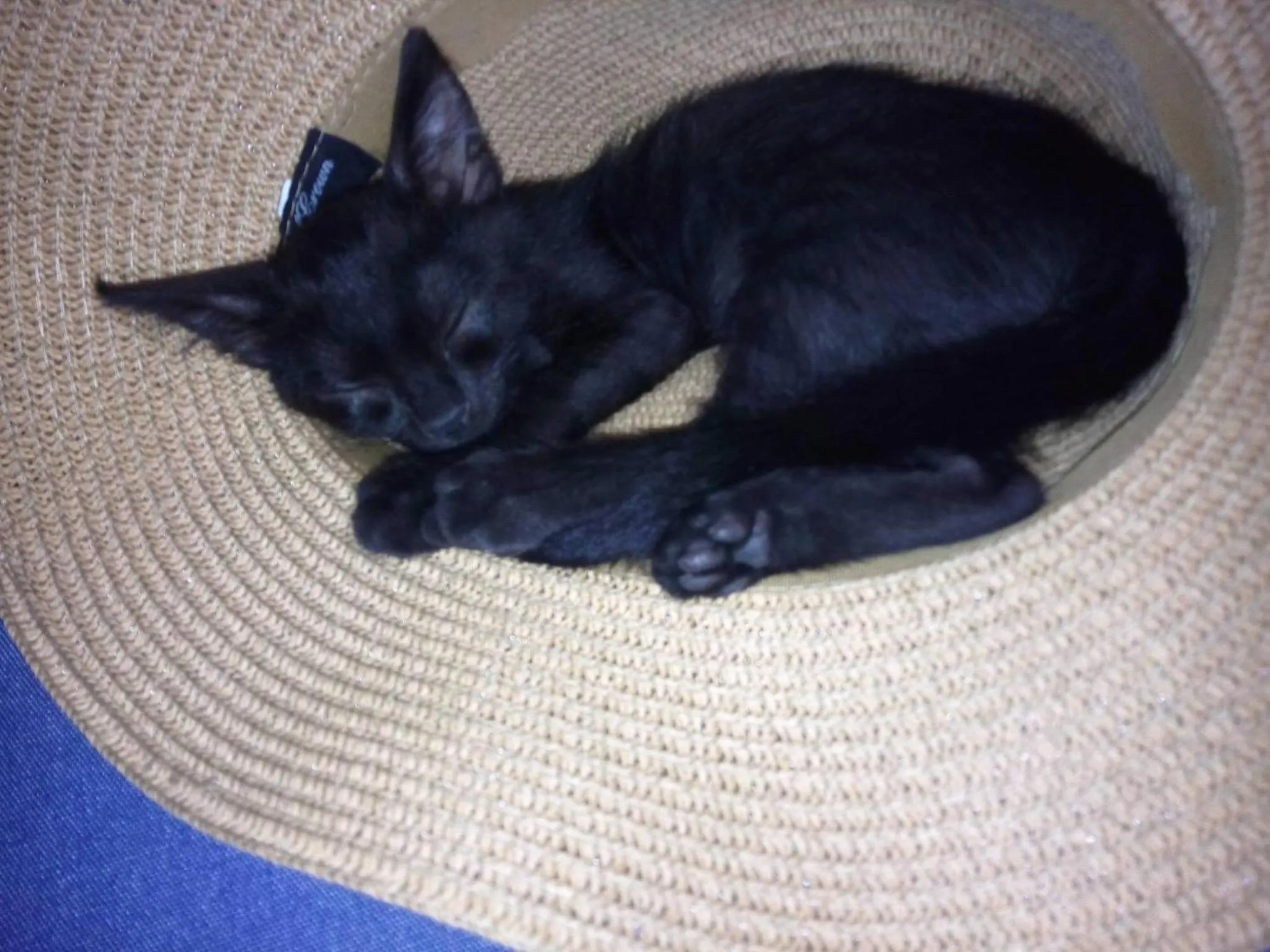 Pets in Marisa Rooms