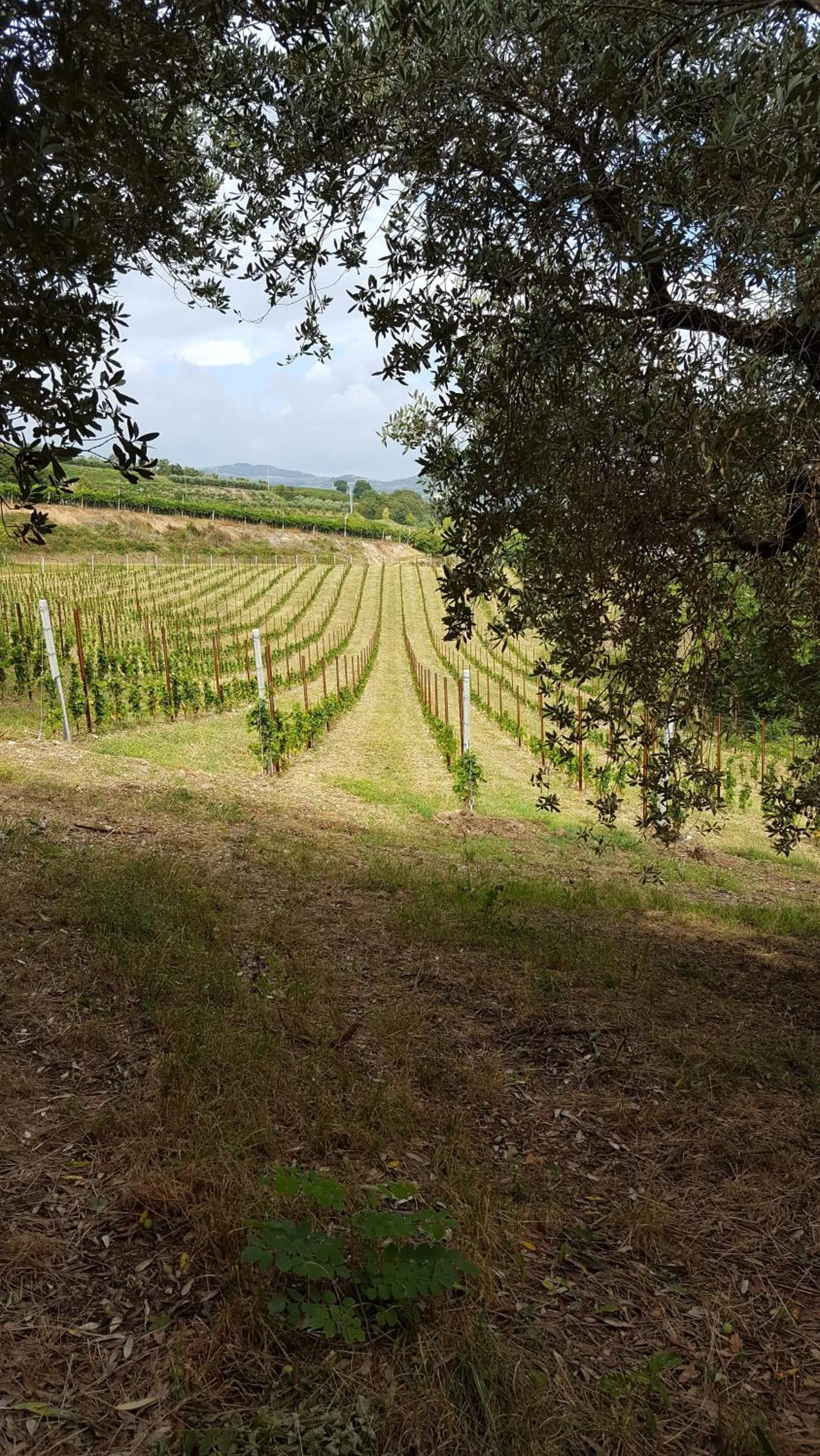 Natural landscape in B&B Corte Galo