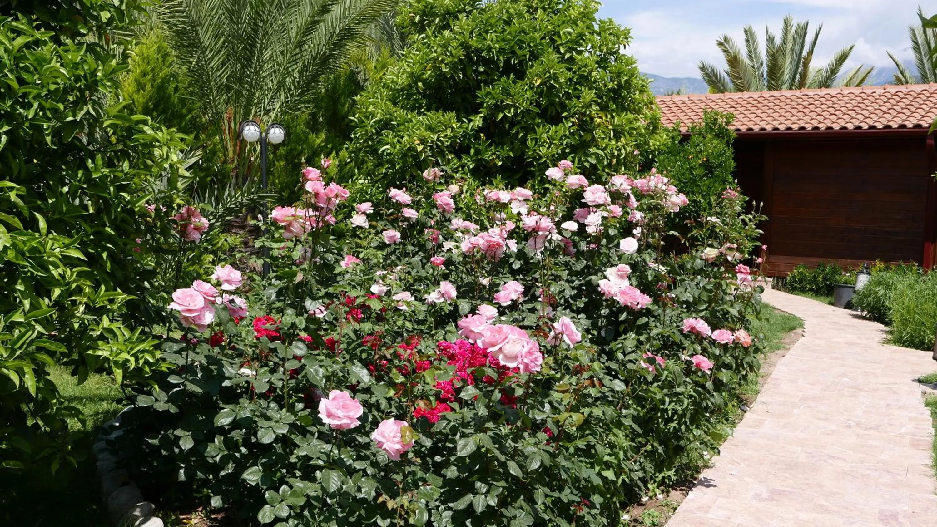 Garden in Aida Hotel