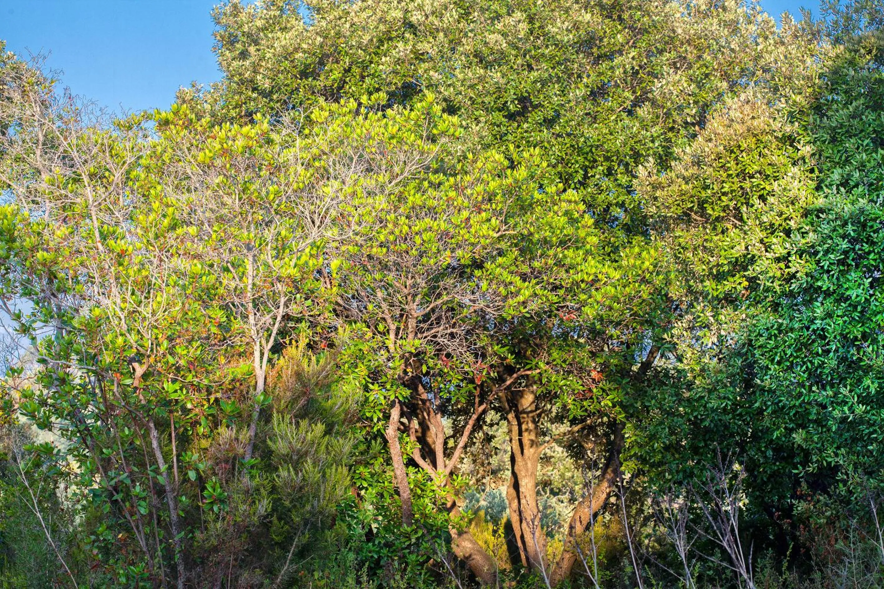Garden in BAGHEERA Village Naturiste