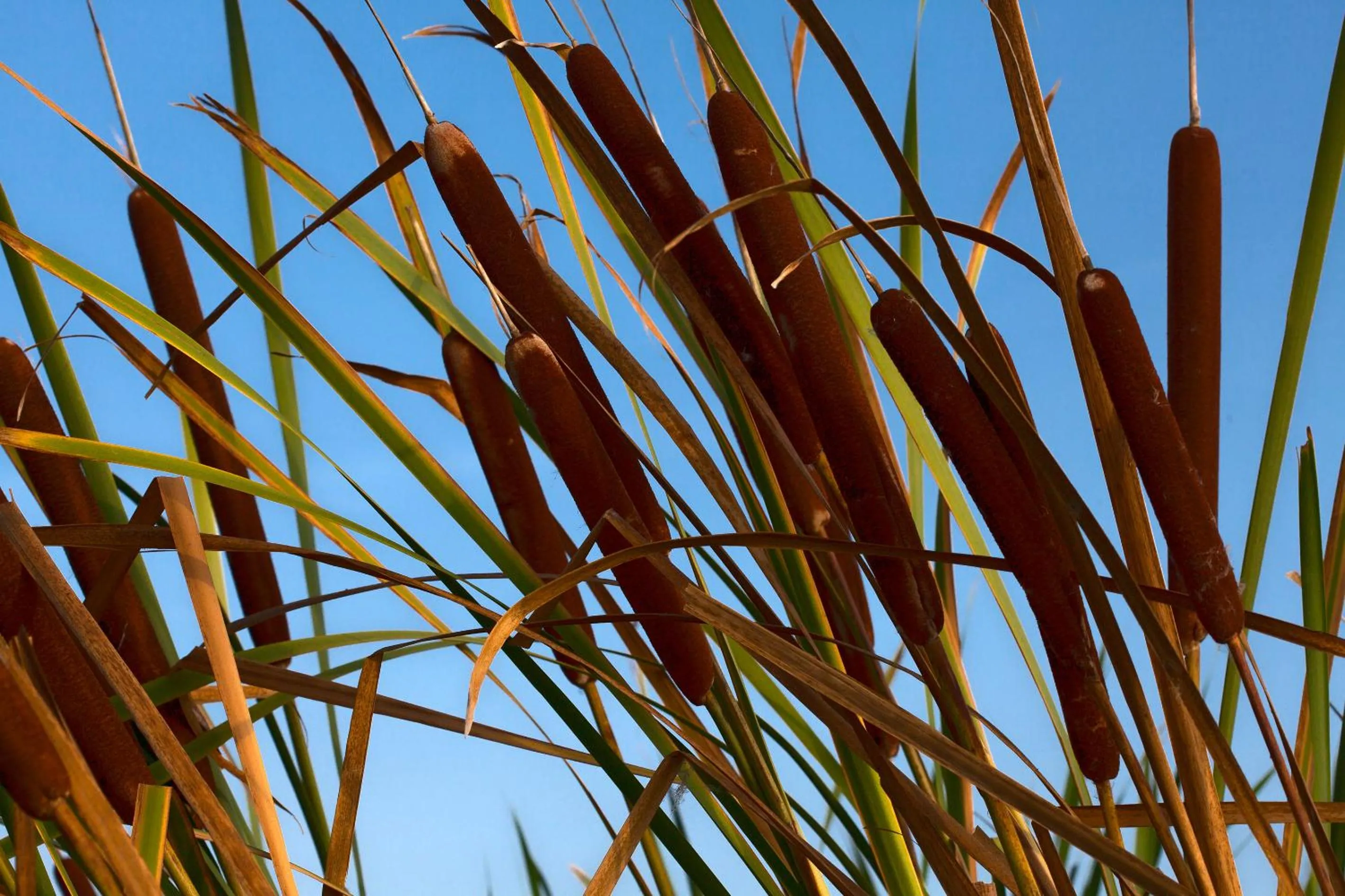 Garden in BAGHEERA Village Naturiste