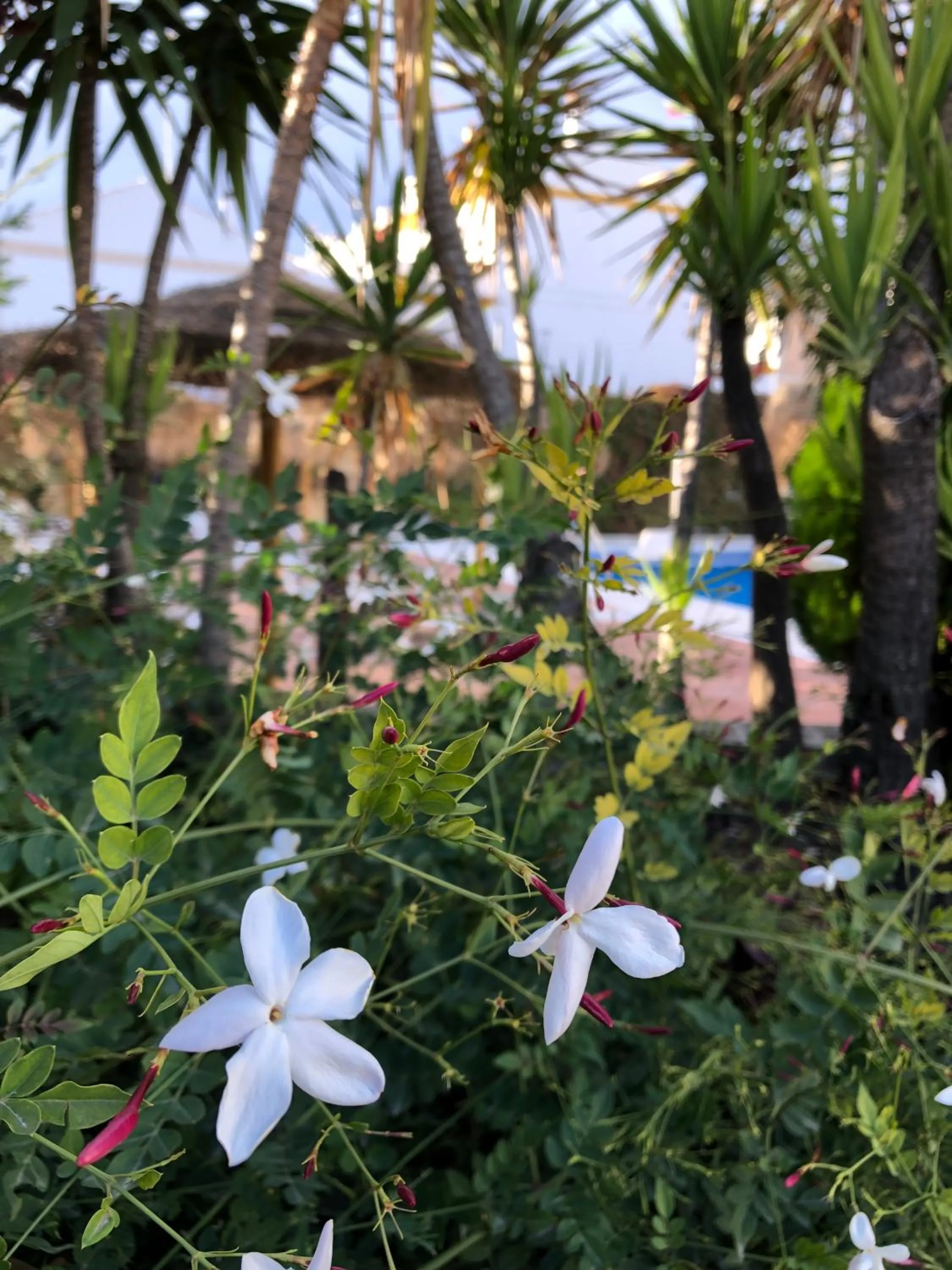 Pool view in Hotel Mencia Subbética