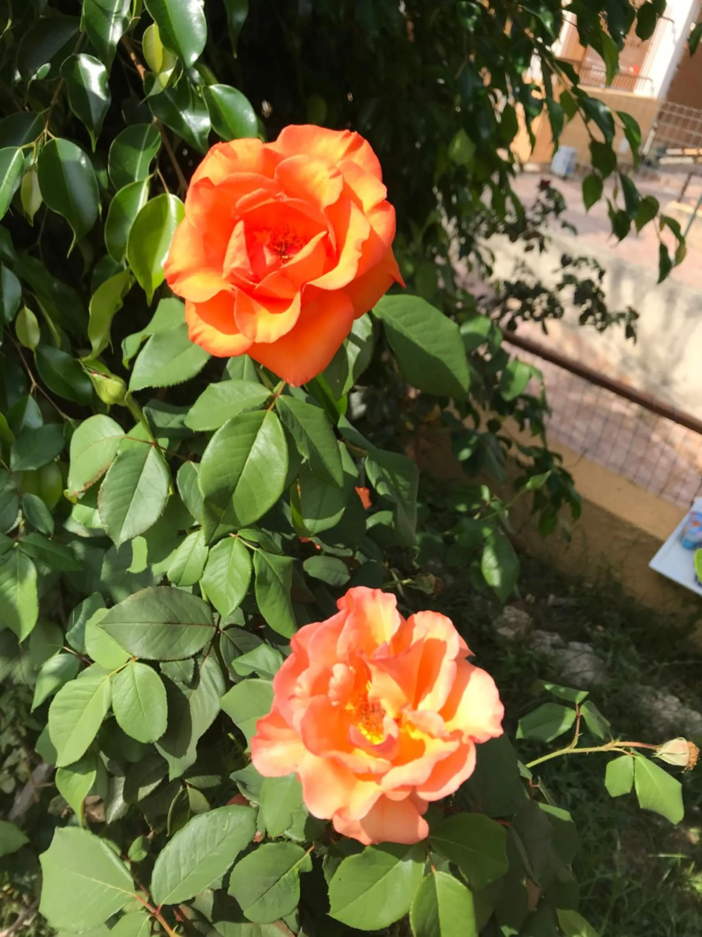 Garden in Villa Saturno