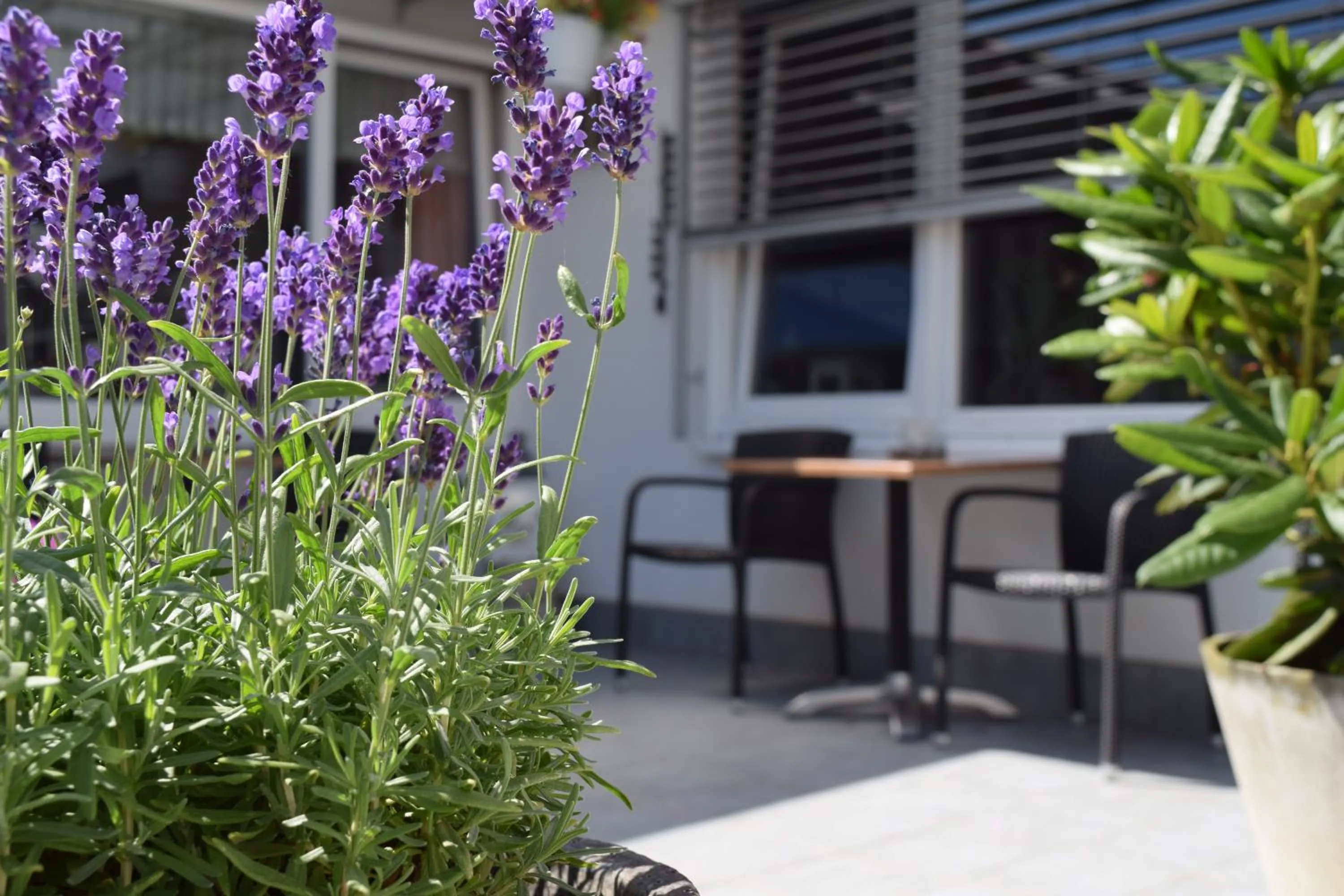 Patio in Hotel Regina