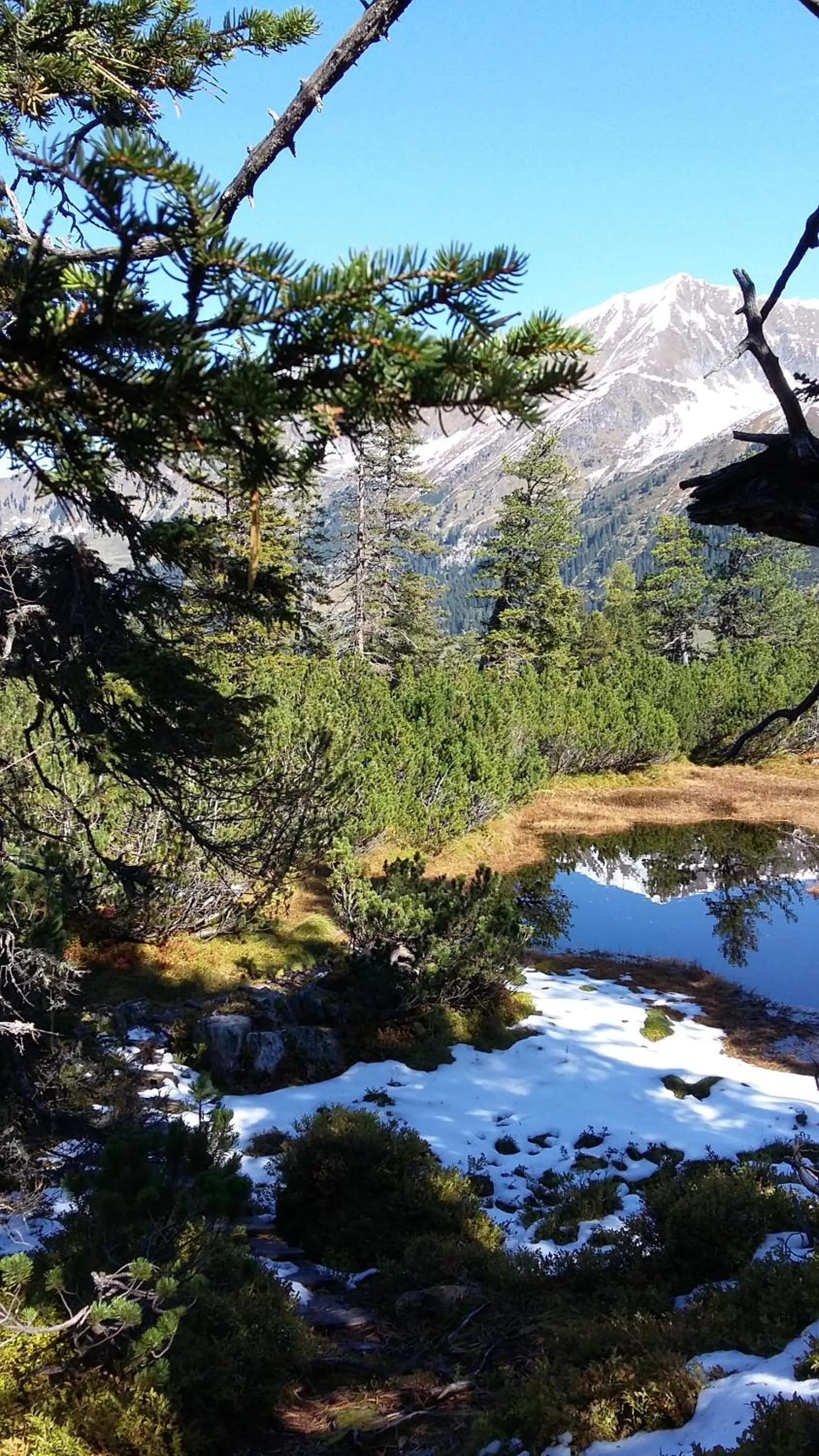 Natural landscape in Alphotel Mittersill
