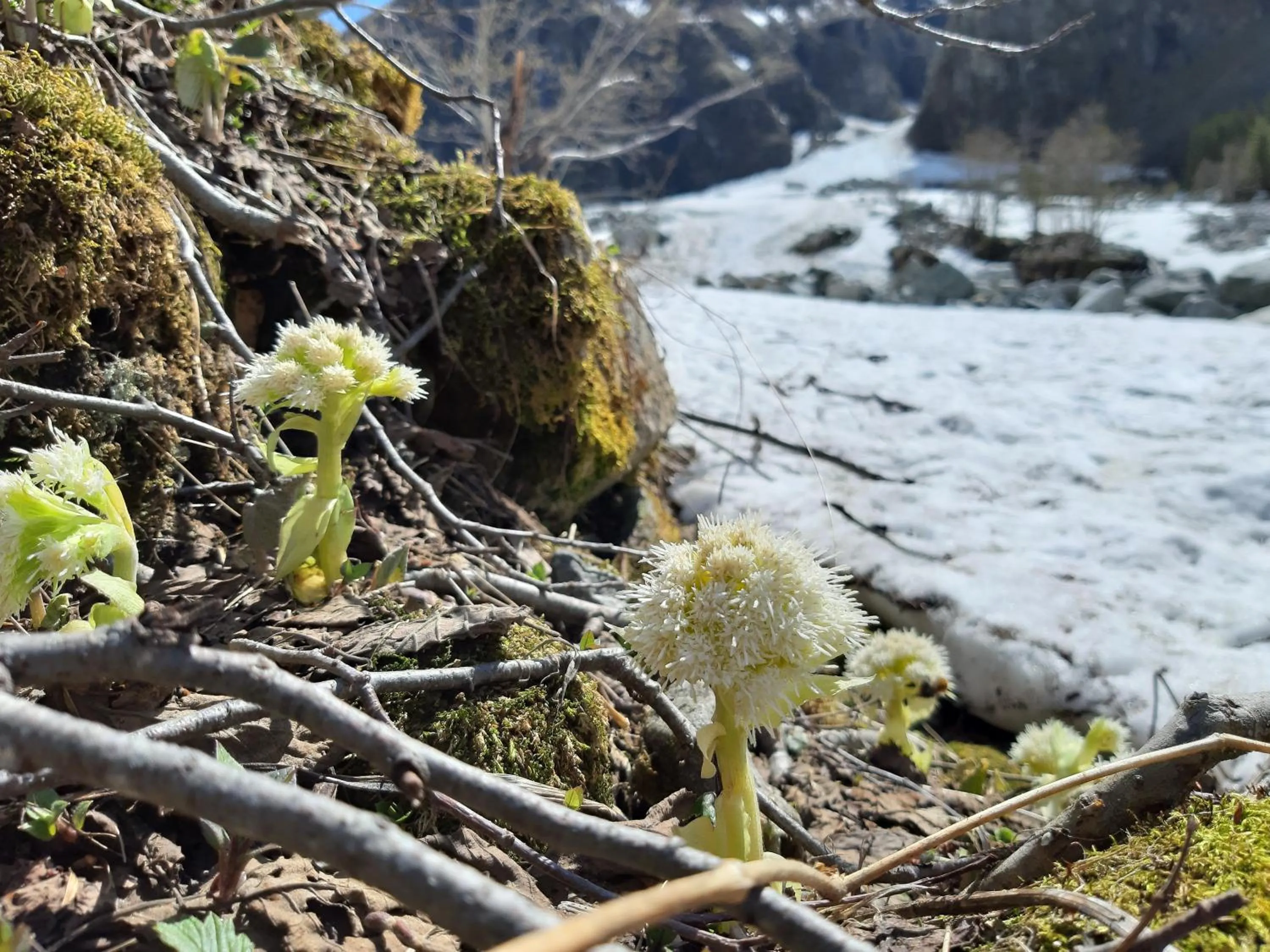 Natural landscape in Alphotel Mittersill