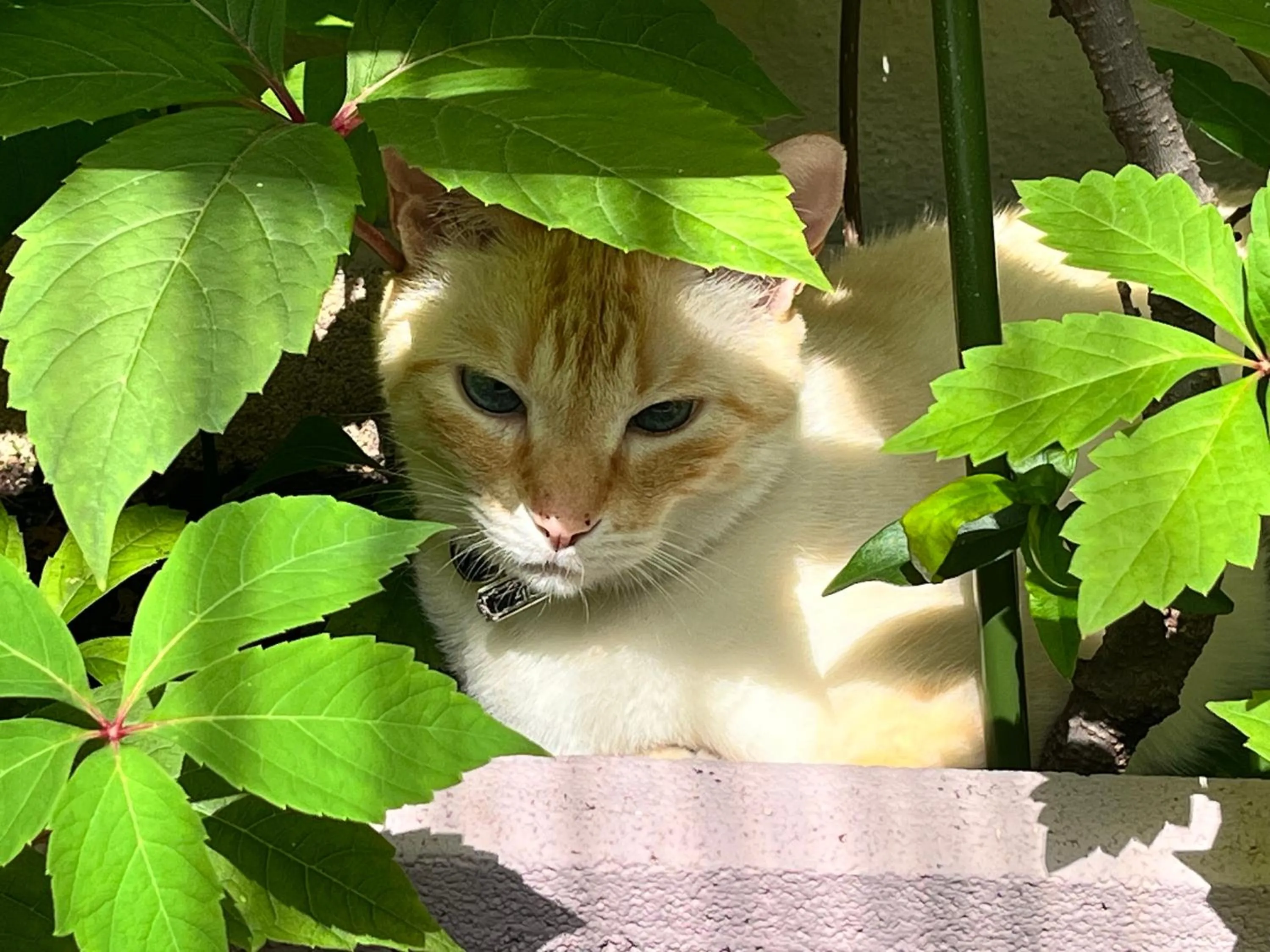 Decorative detail in Hôtel Eden - La Baigneuse