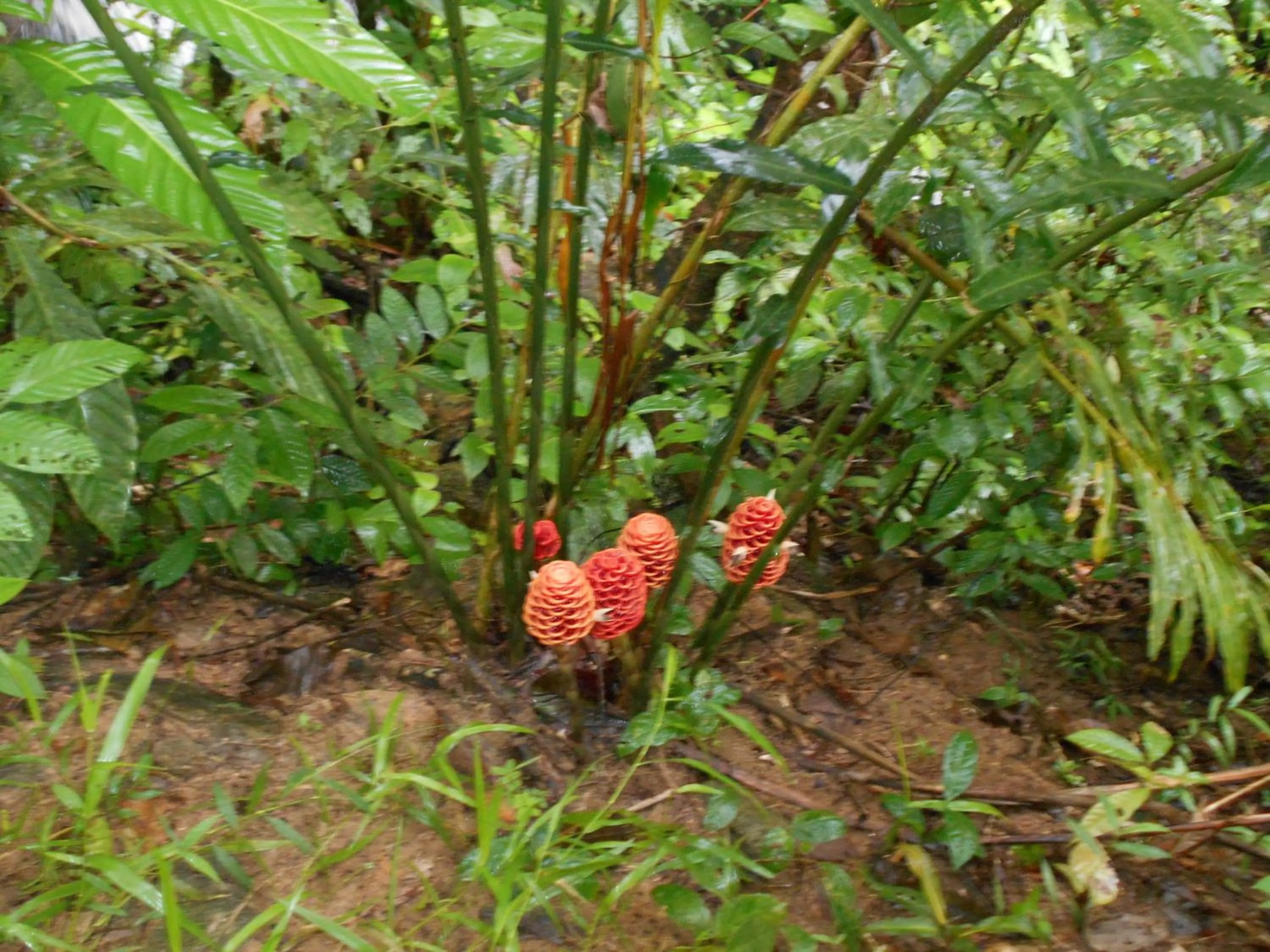 Natural landscape in Khaolak Mountain View