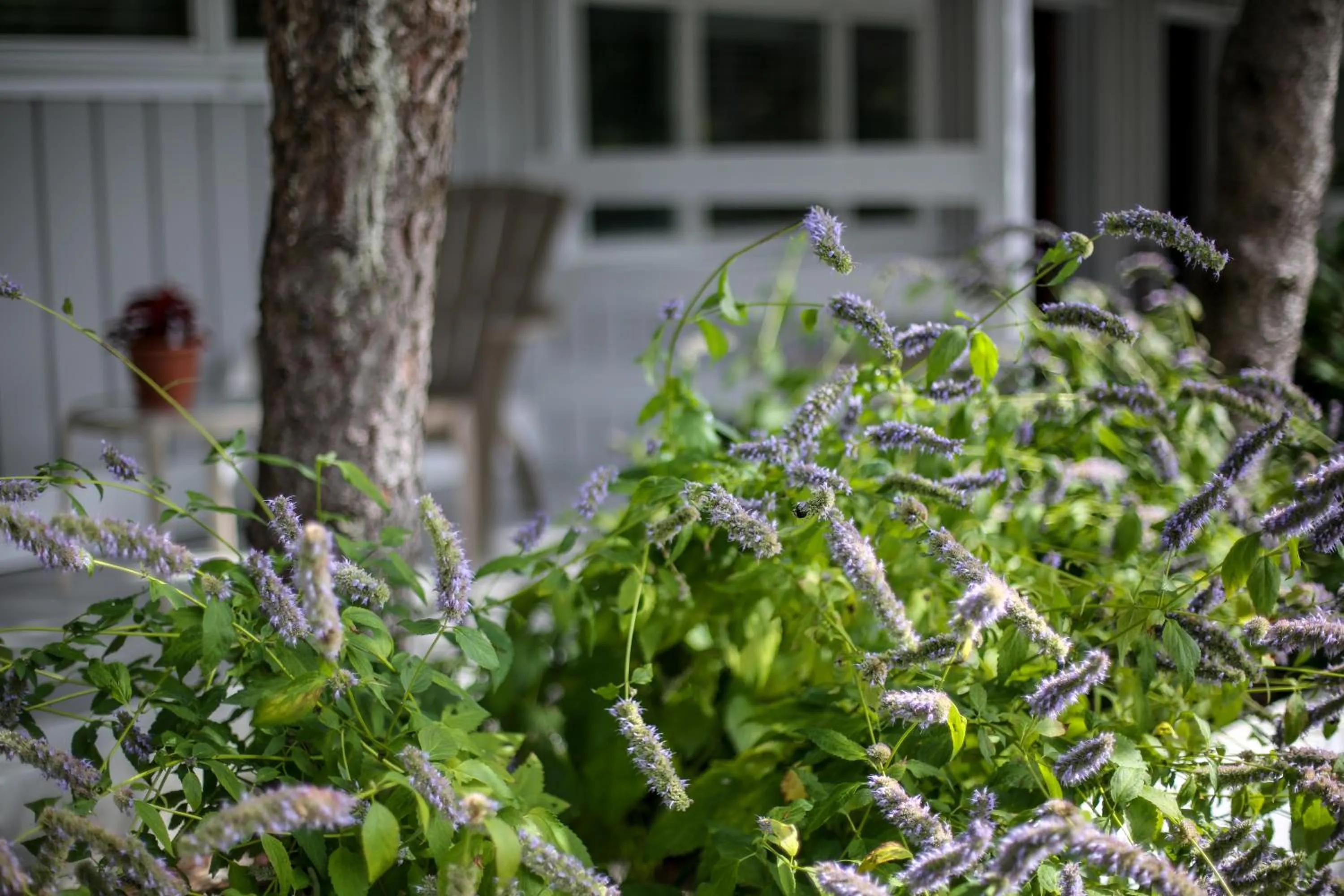 Garden in Hamlet Inn