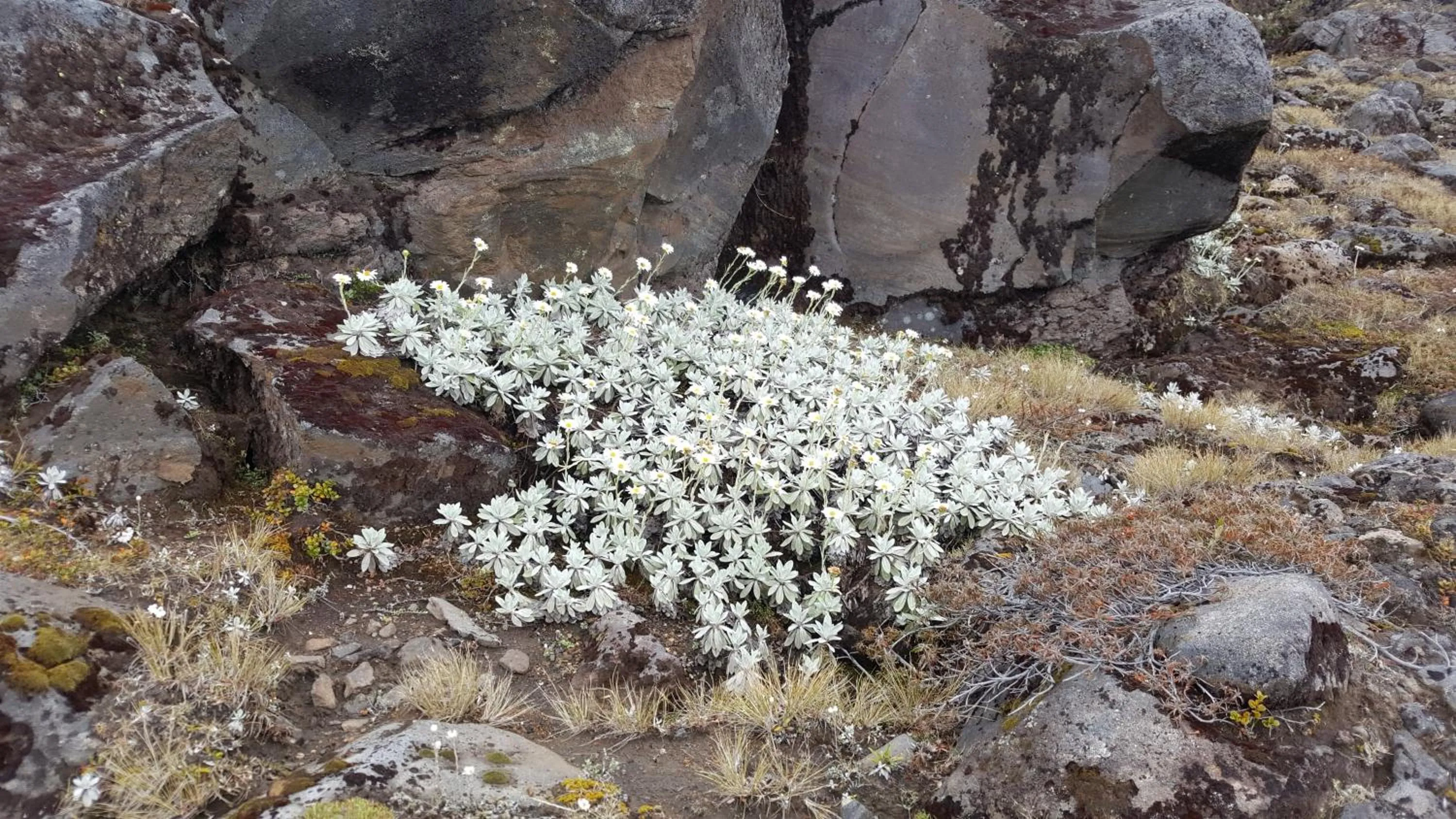 Ruapehu Mountain Motel & Lodge