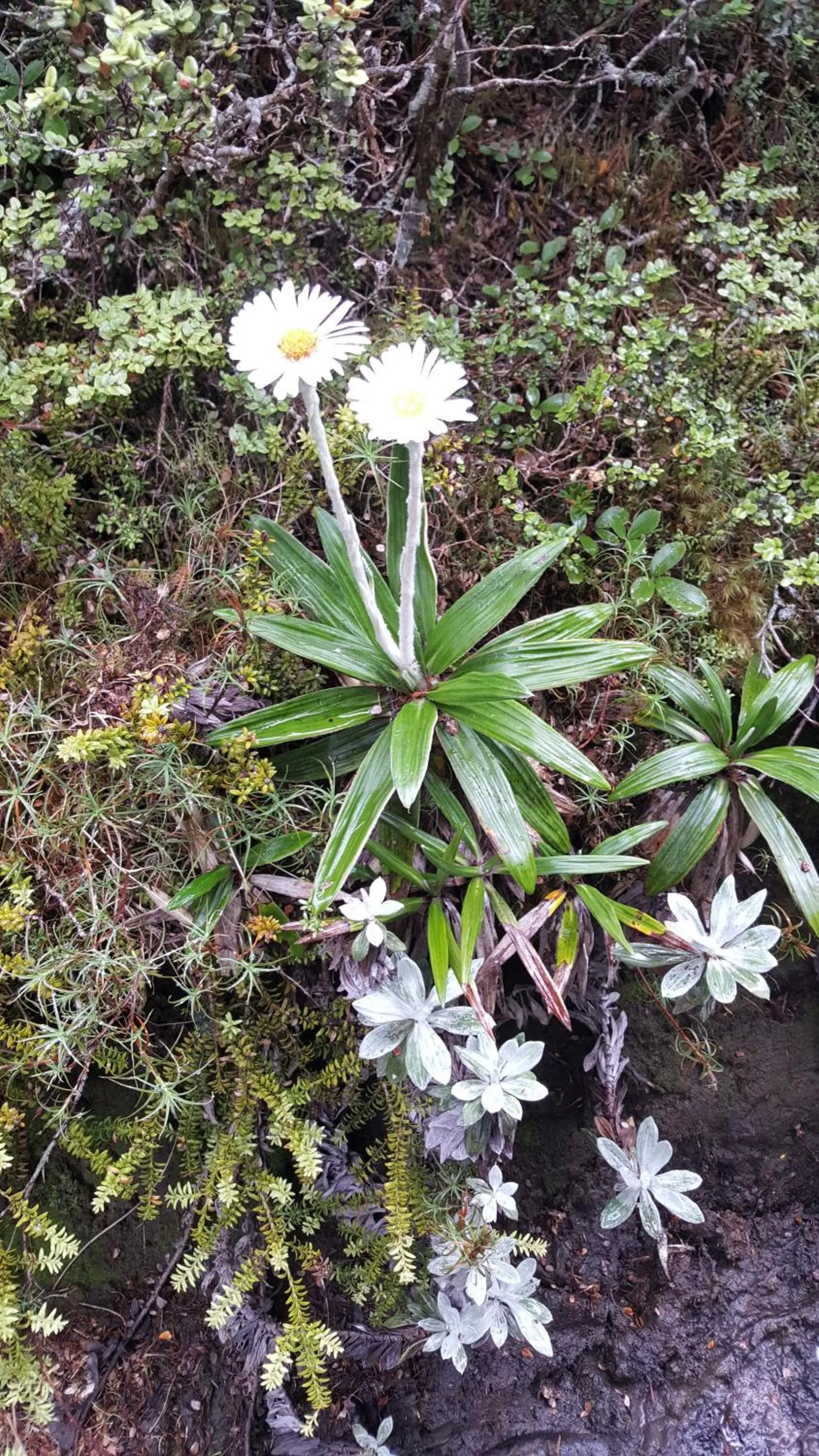 Ruapehu Mountain Motel & Lodge