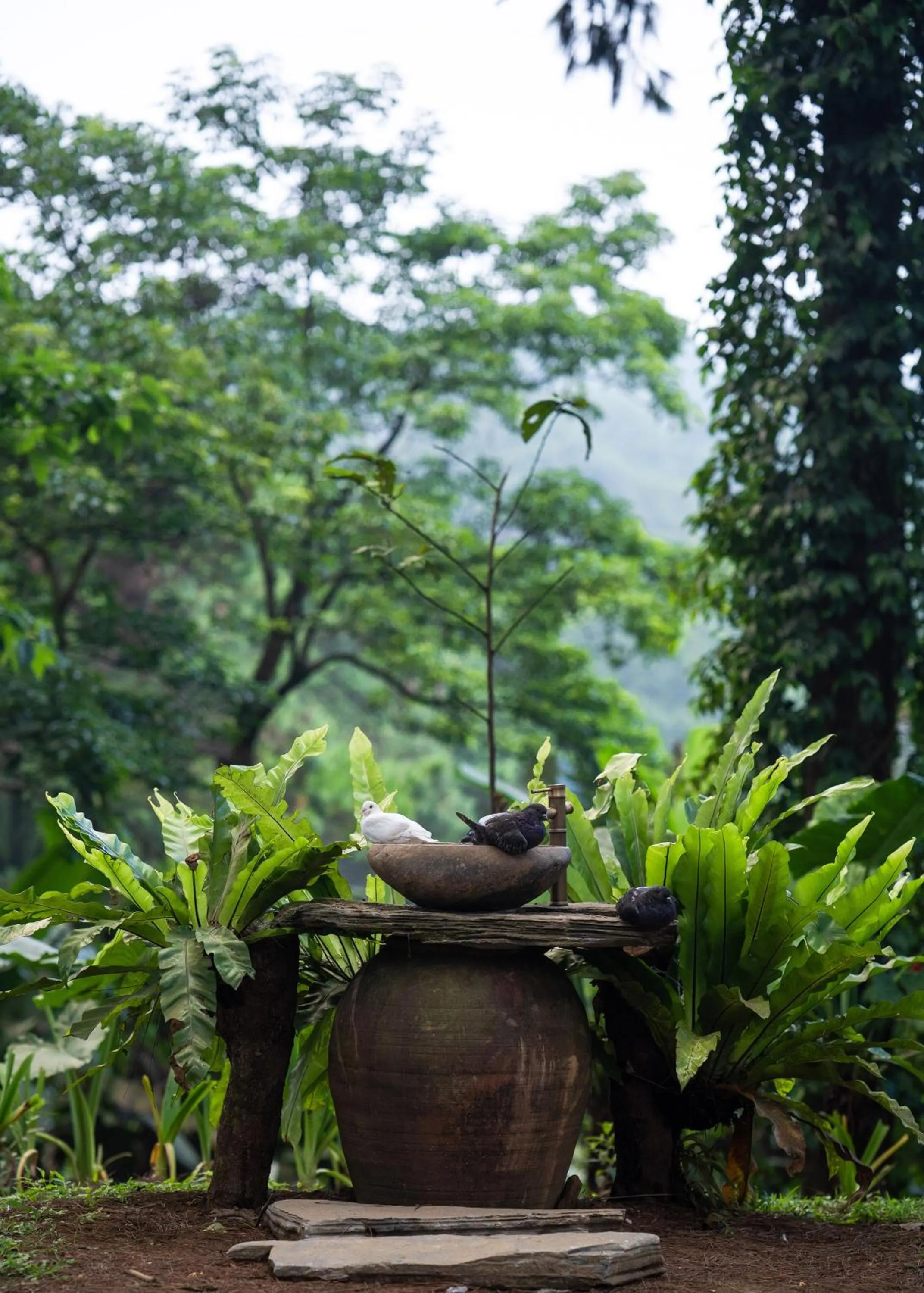 Natural landscape in Melia Ba Vi Mountain Retreat