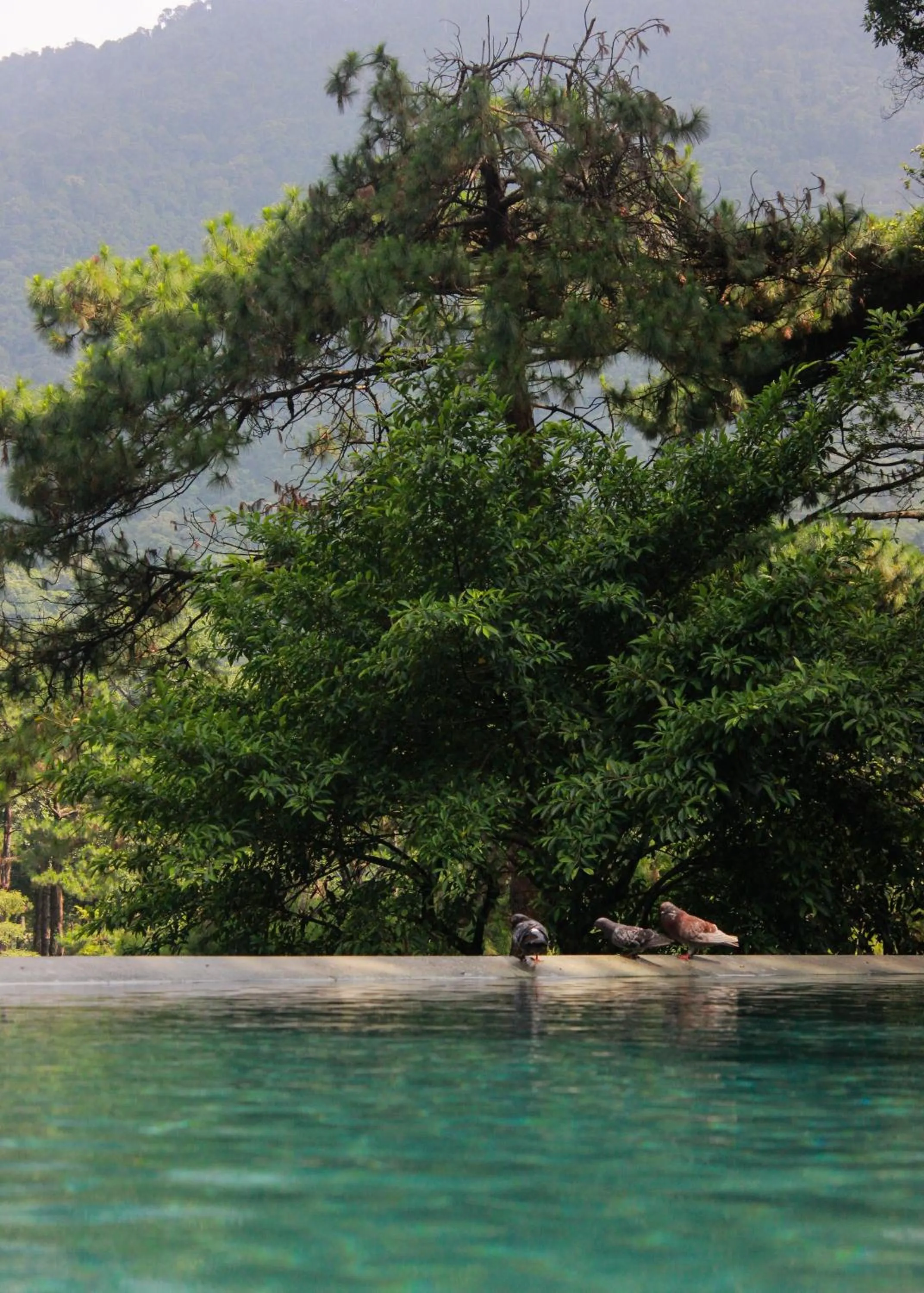 Swimming pool in Melia Ba Vi Mountain Retreat