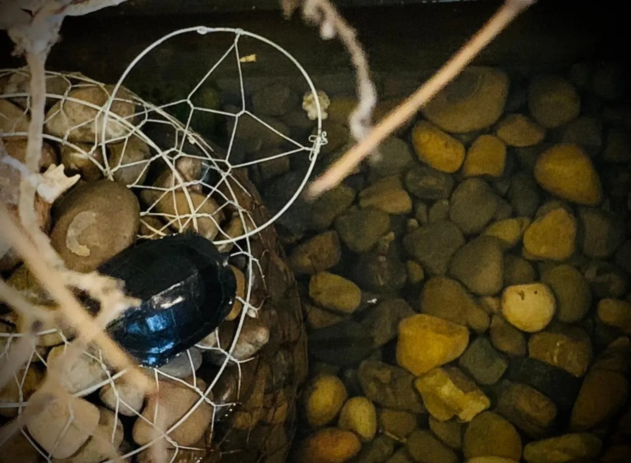 Garden in Uyen's House