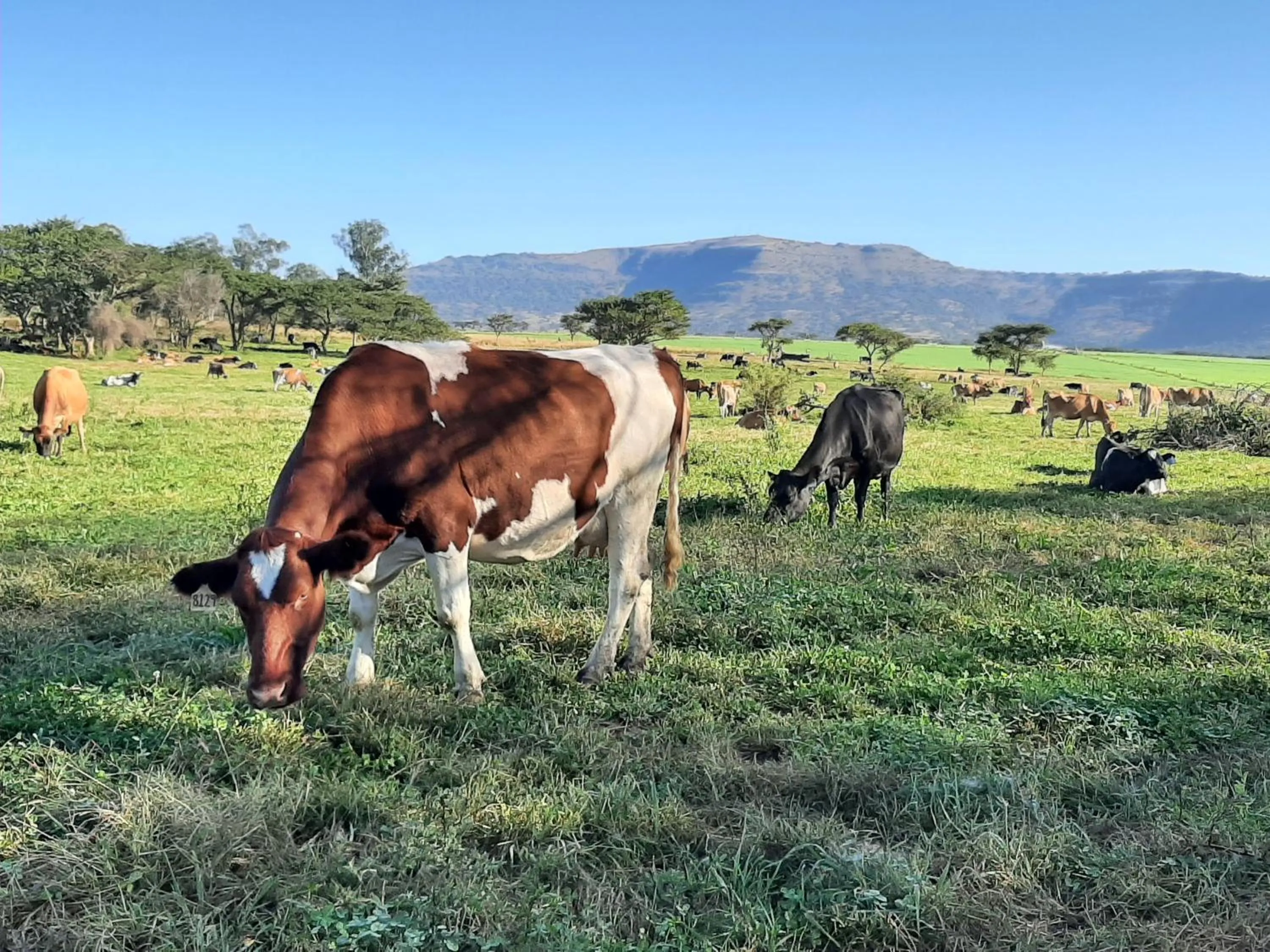 Area and facilities in The Nest Drakensberg Mountain Resort Hotel