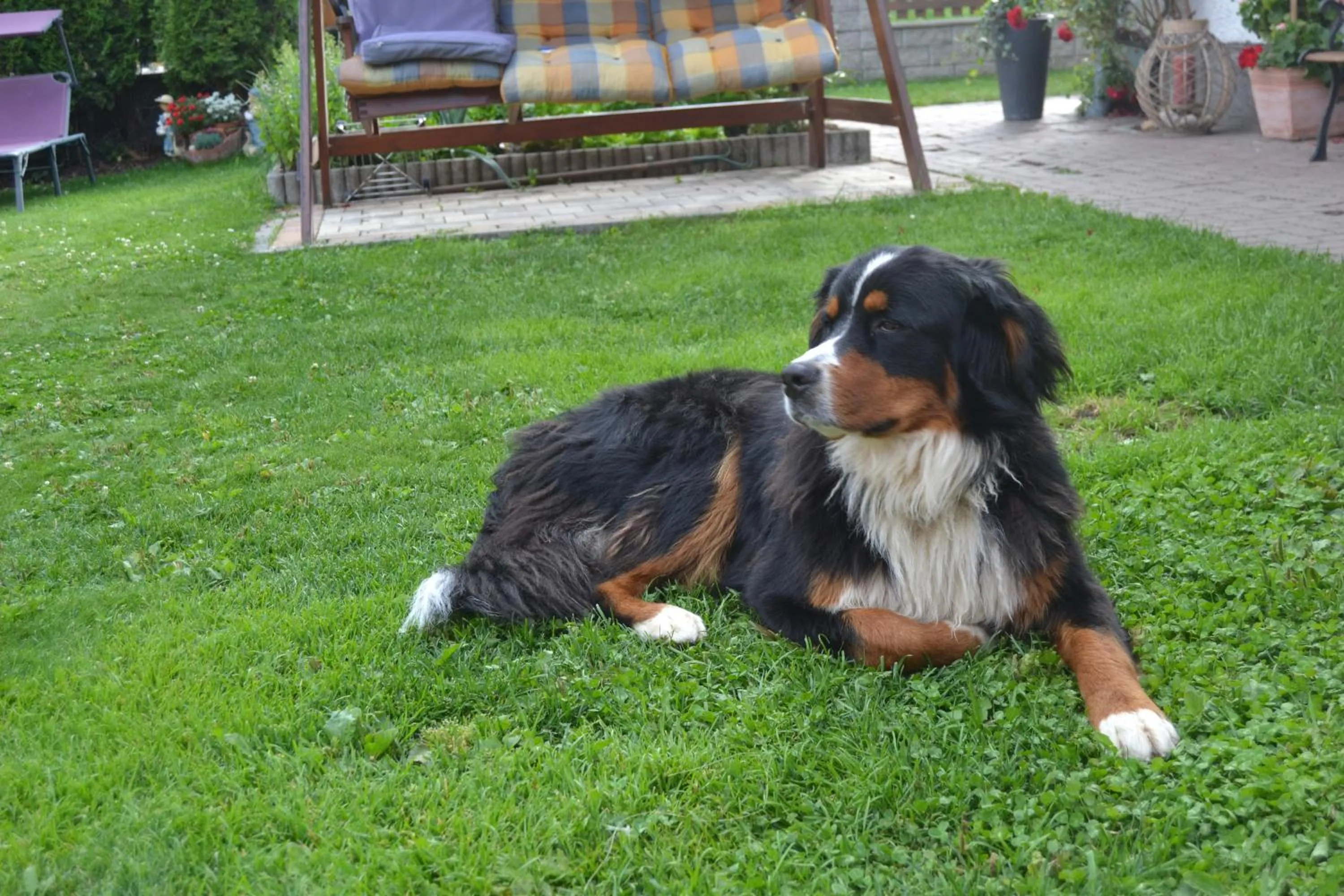 Pets in Biobauernhof Tonimörtl