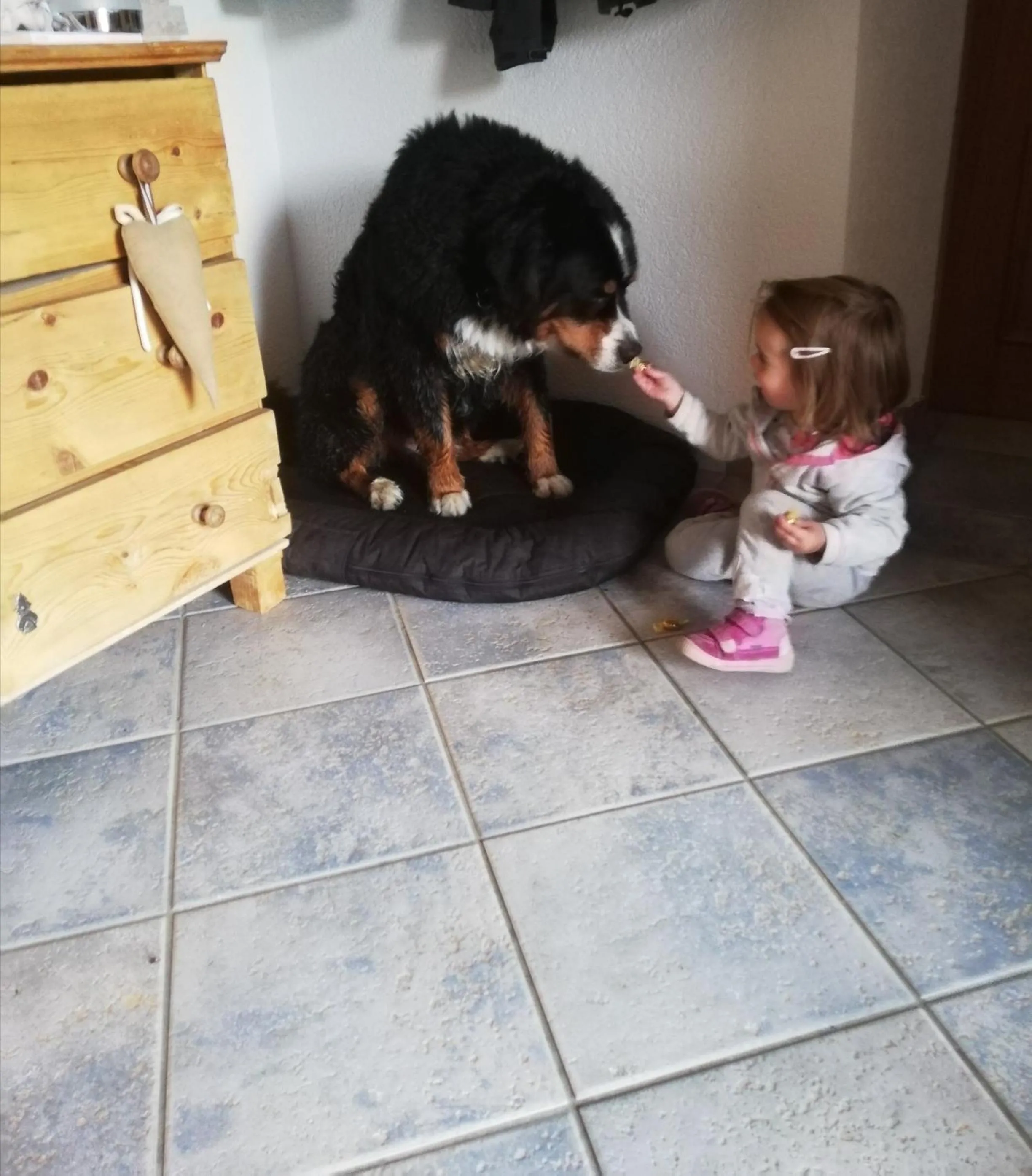 Pets in Biobauernhof Tonimörtl