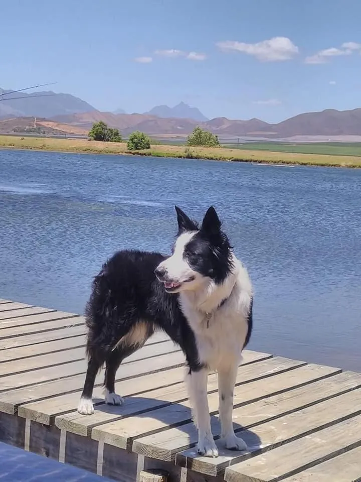 Pets in Excelsior Manor Guesthouse