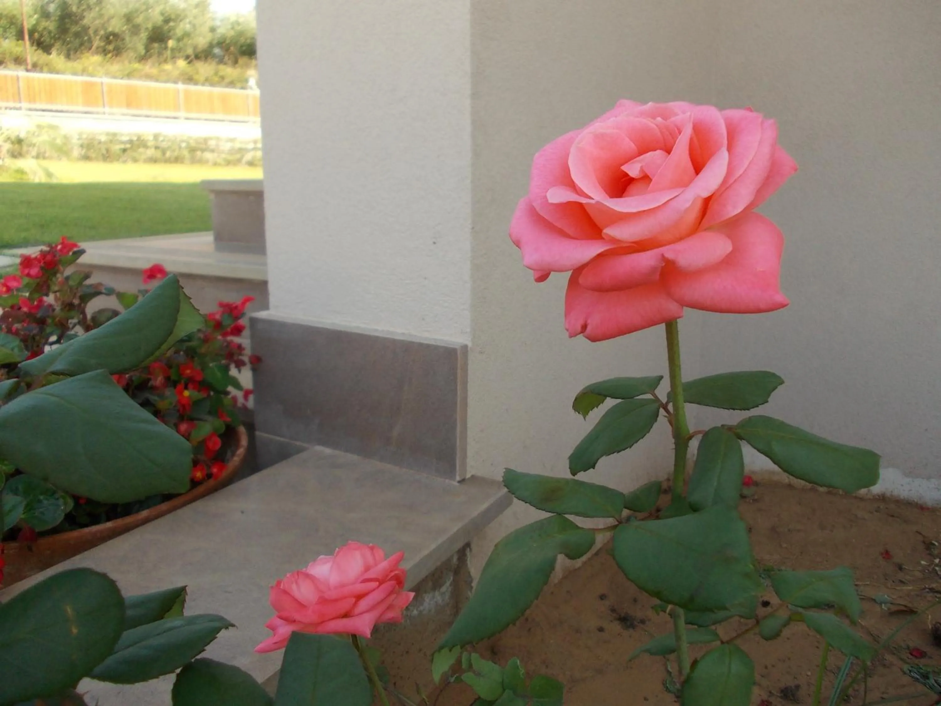 Garden view in VILLA LAURO LUXURY B&B
