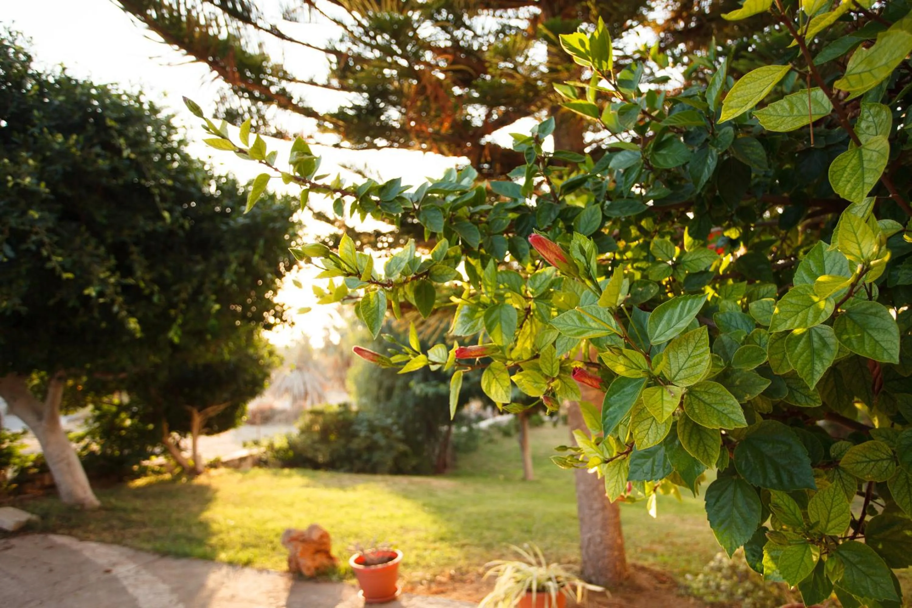 Garden in Babis Hotel