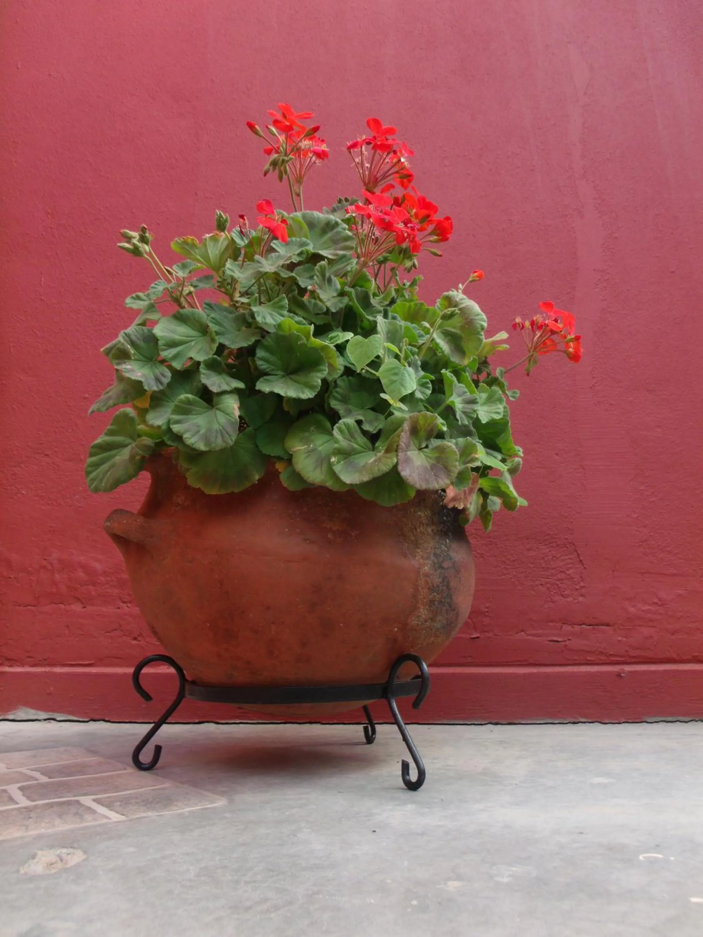 Garden in Hosteria Felipa Pastor - Ex Munay Humahuaca