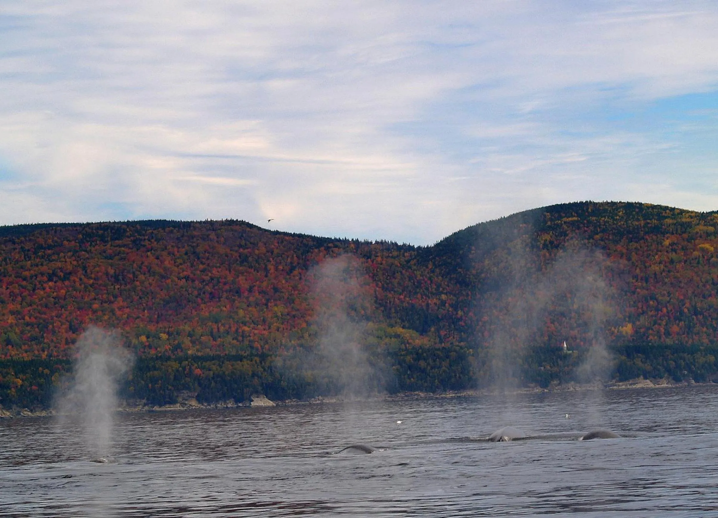 Area and facilities in Restaurant-Motel L'Etoile du Nord