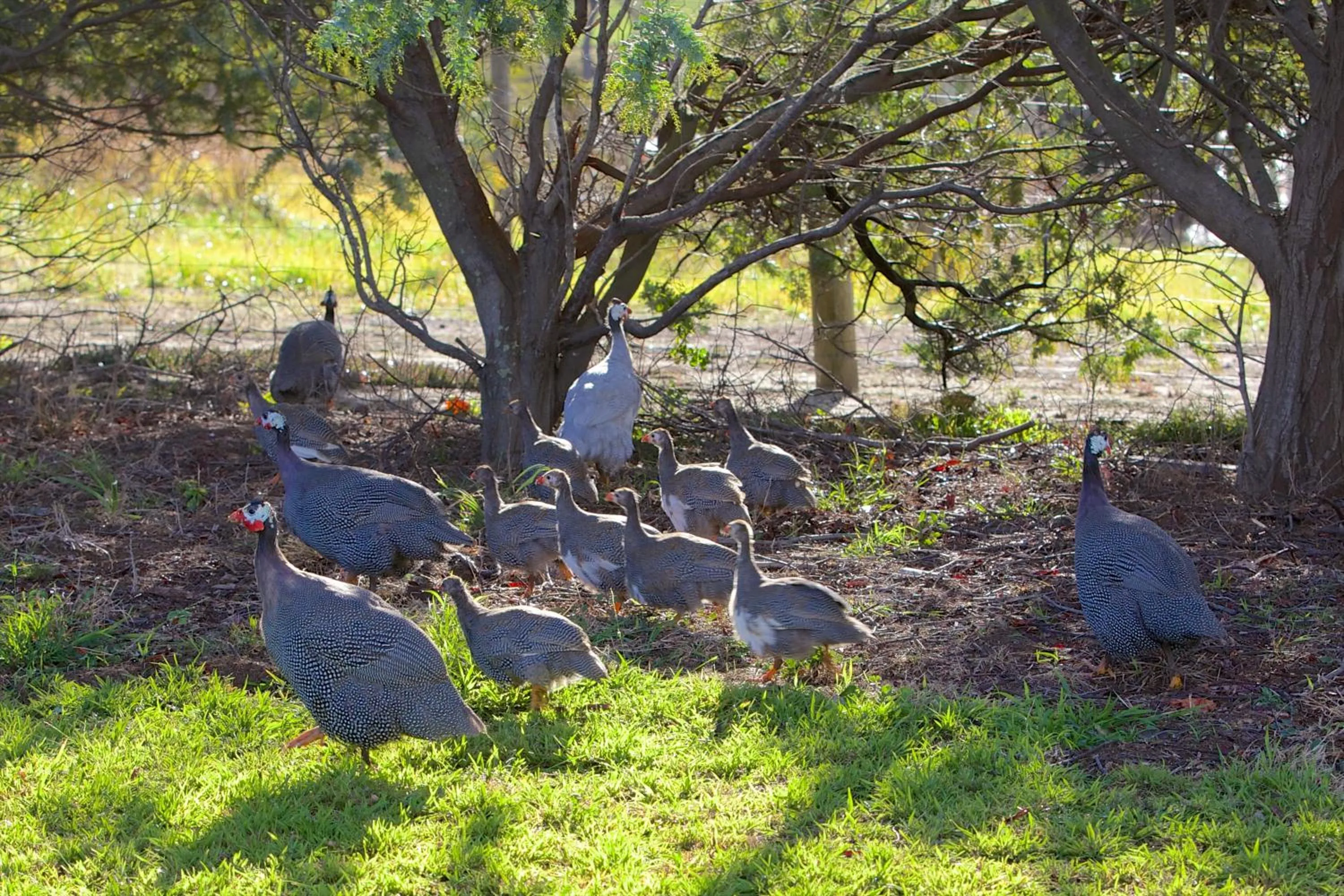Animals in Riversdale Estate Cottages