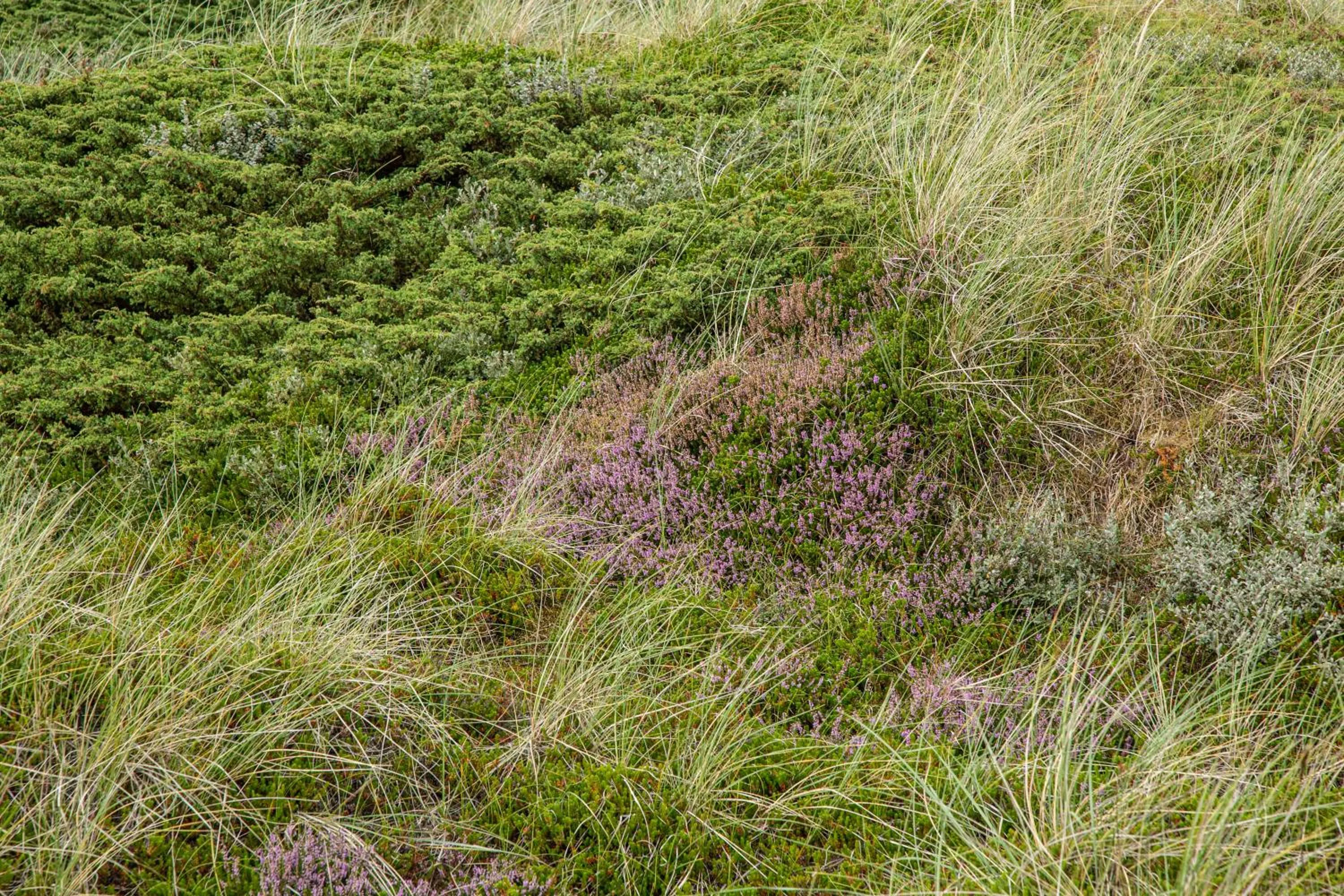 Natural landscape in Rønnes Hotel