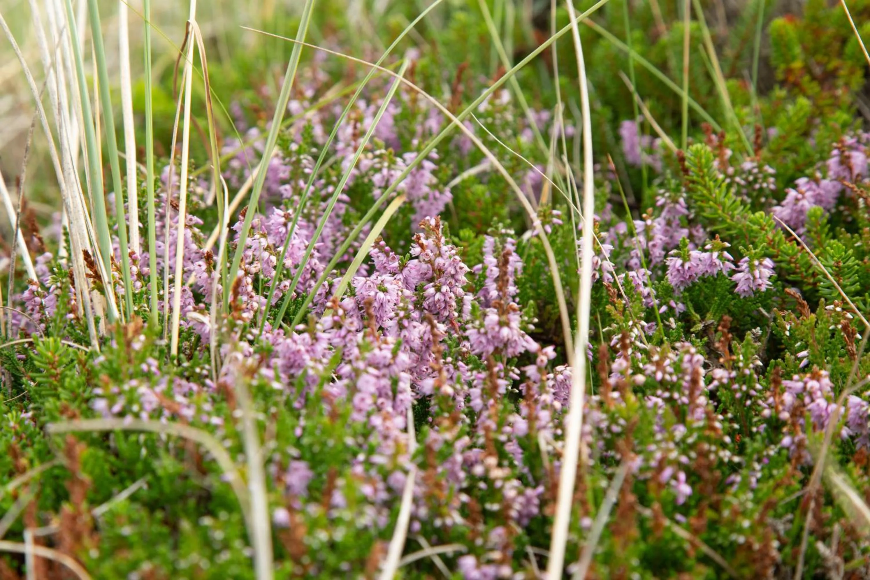 Natural landscape in Rønnes Hotel