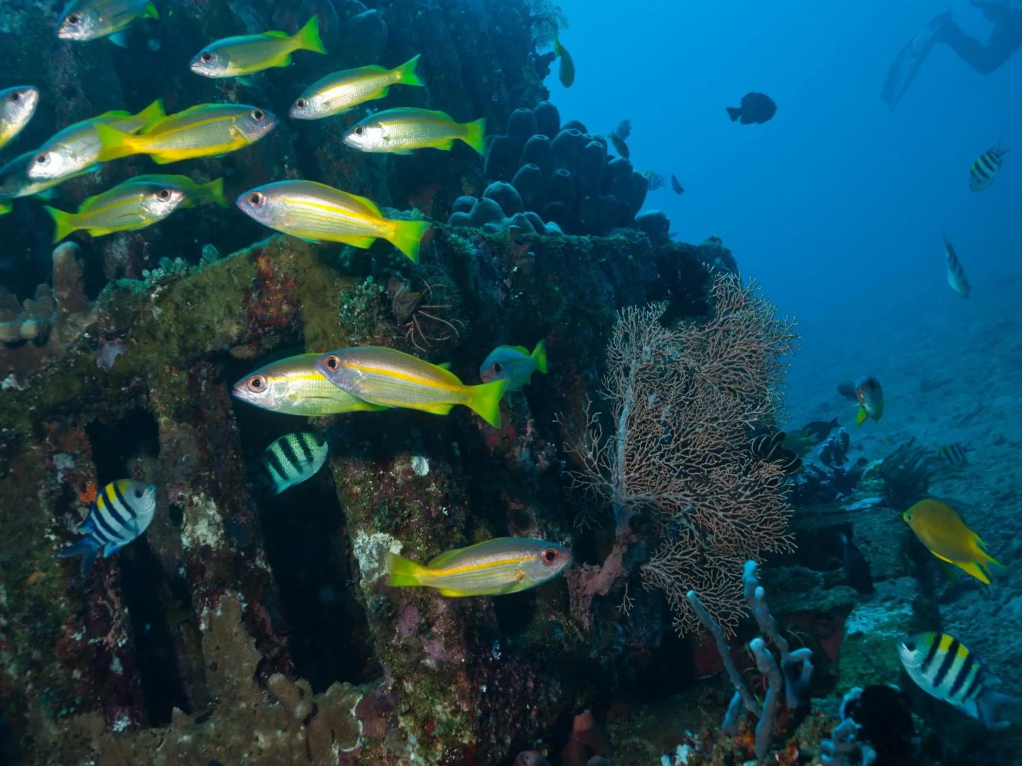 Diving in Hotel Uyah Amed Spa Resort