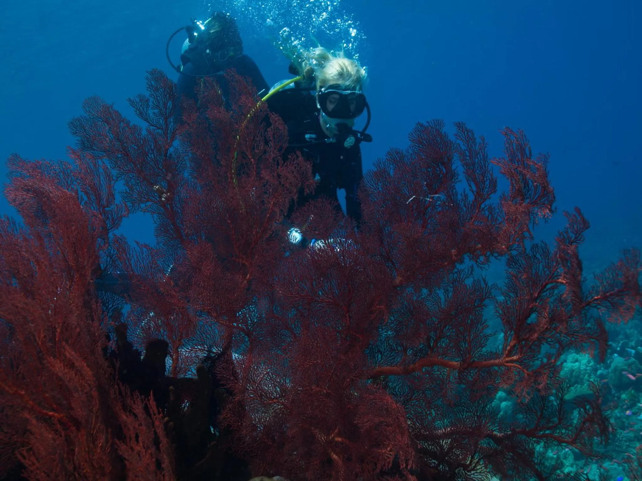 Diving in Hotel Uyah Amed Spa Resort